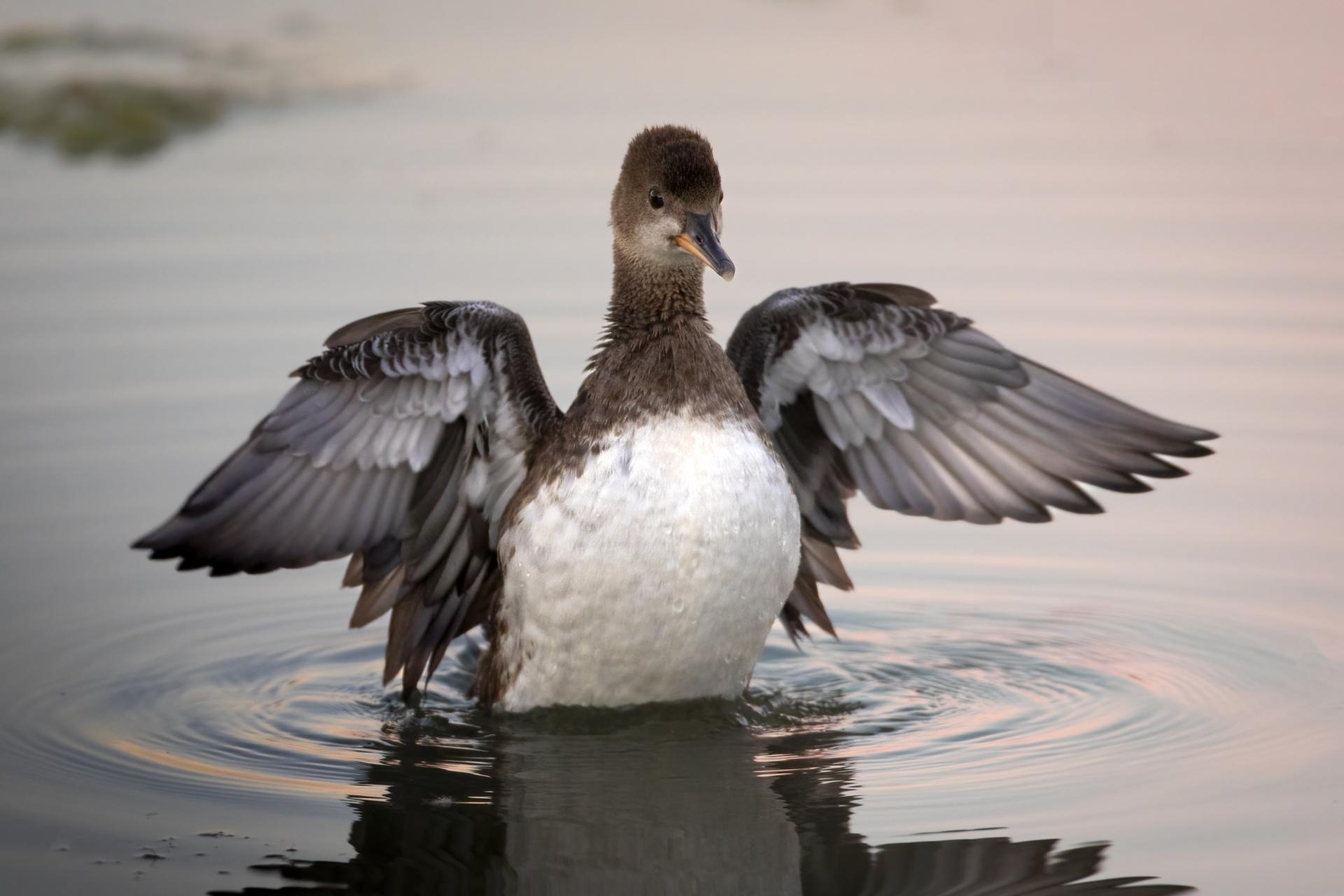 harle-couronne-hooded-merganser