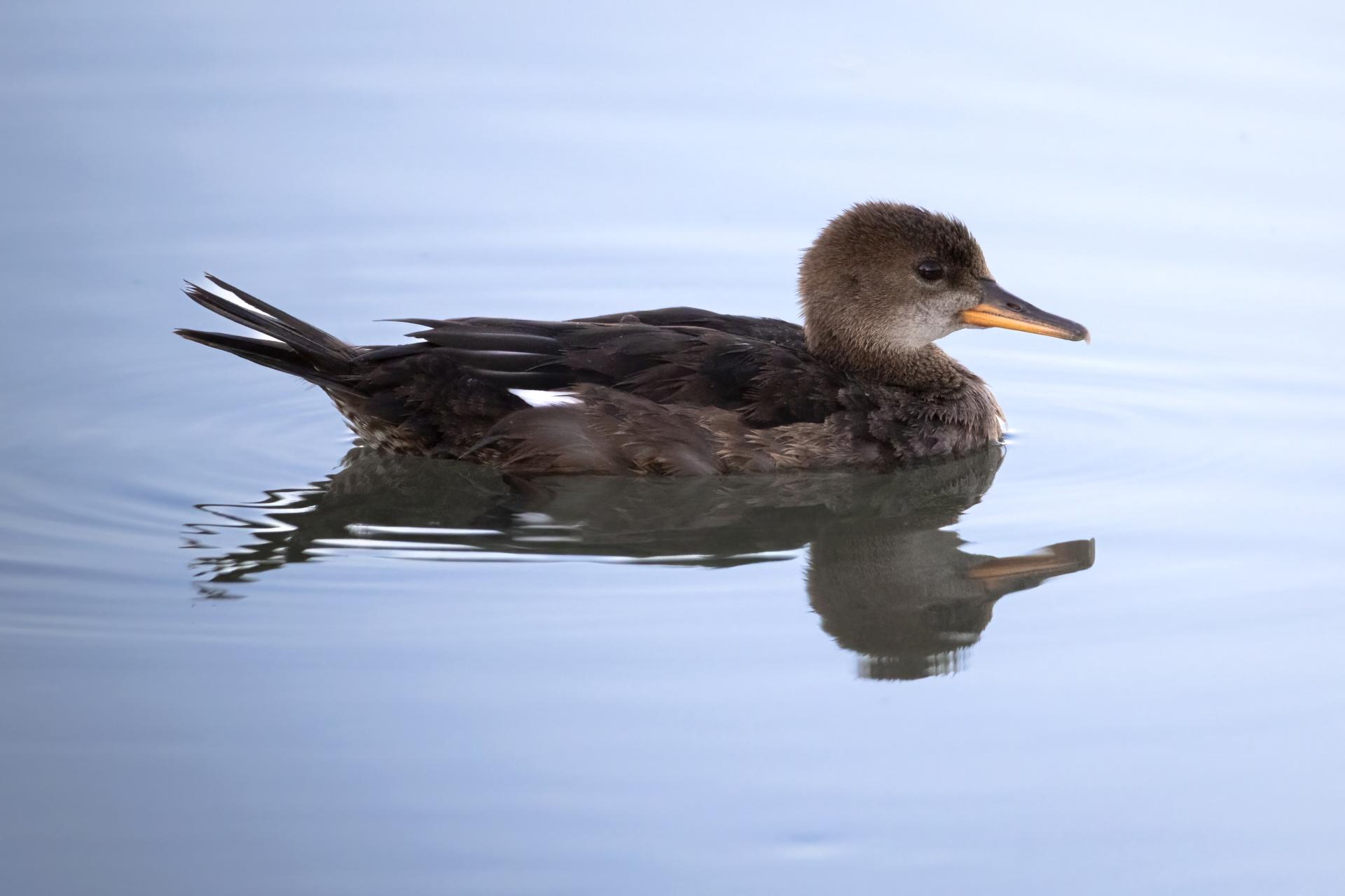 harle-couronne-hooded-merganser