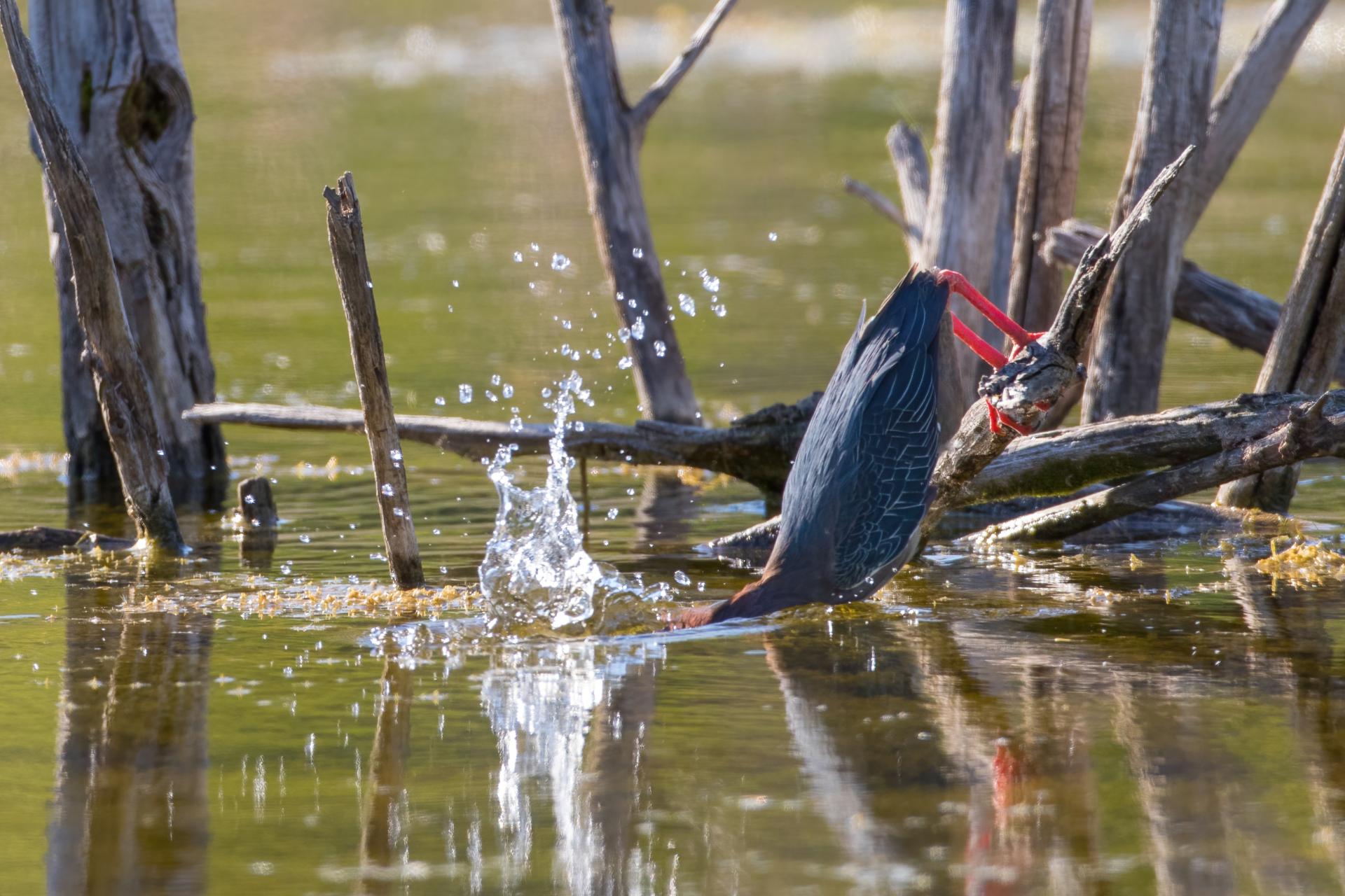 heron-vert-green-heron