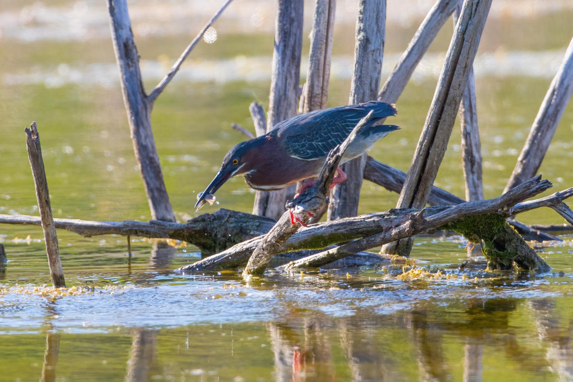 heron-vert-green-heron