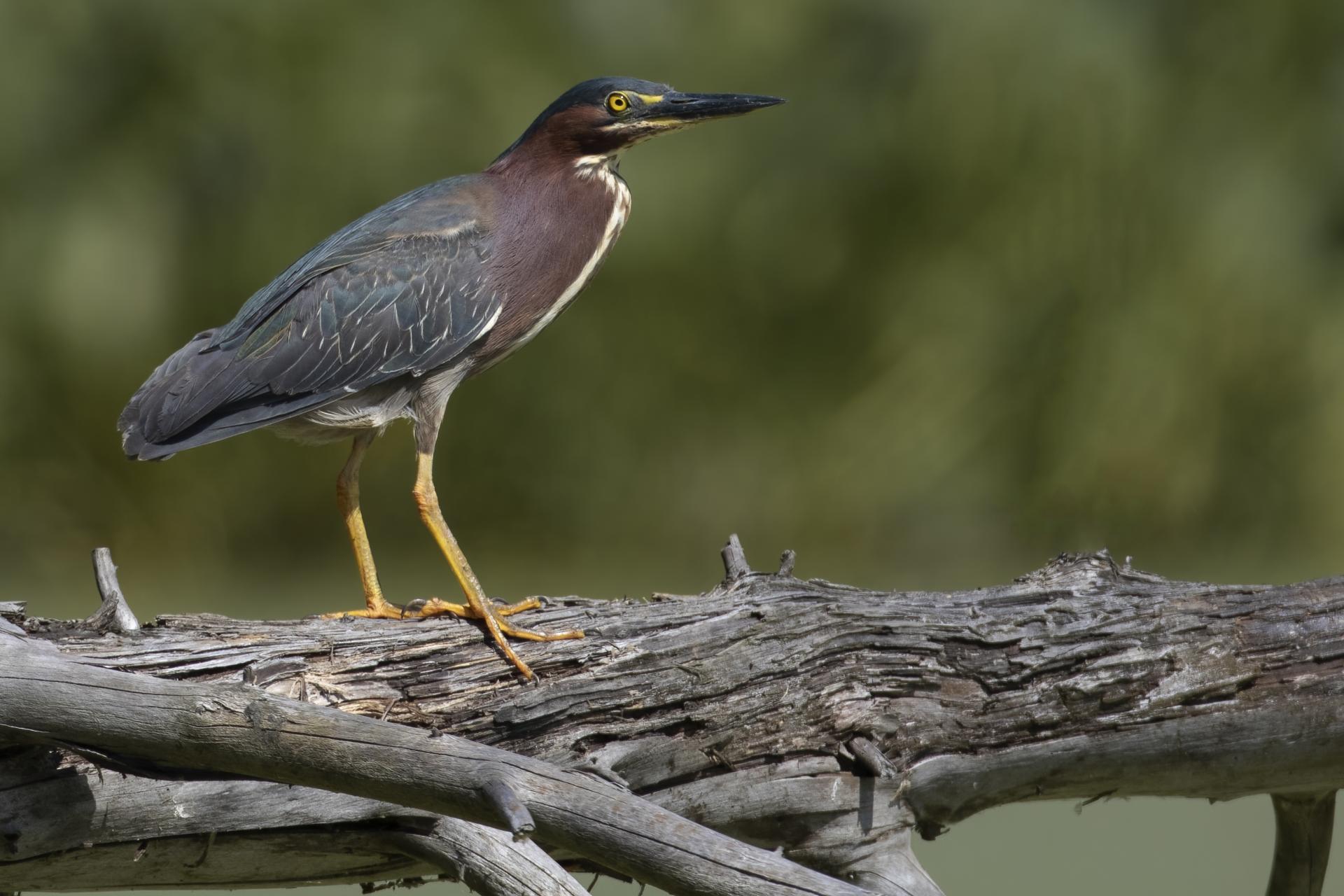 heron-vert-green-heron