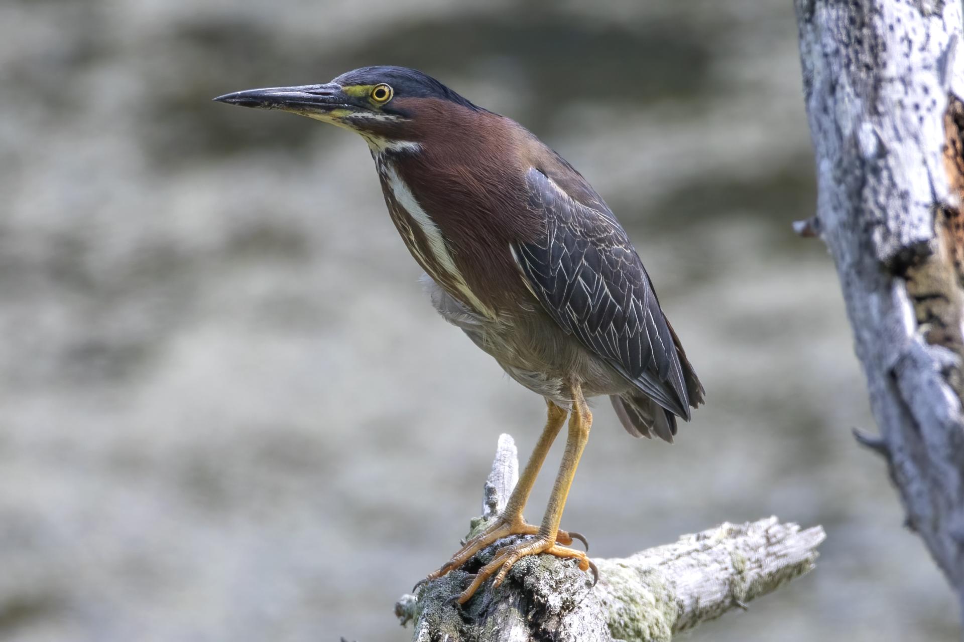 heron-vert-green-heron
