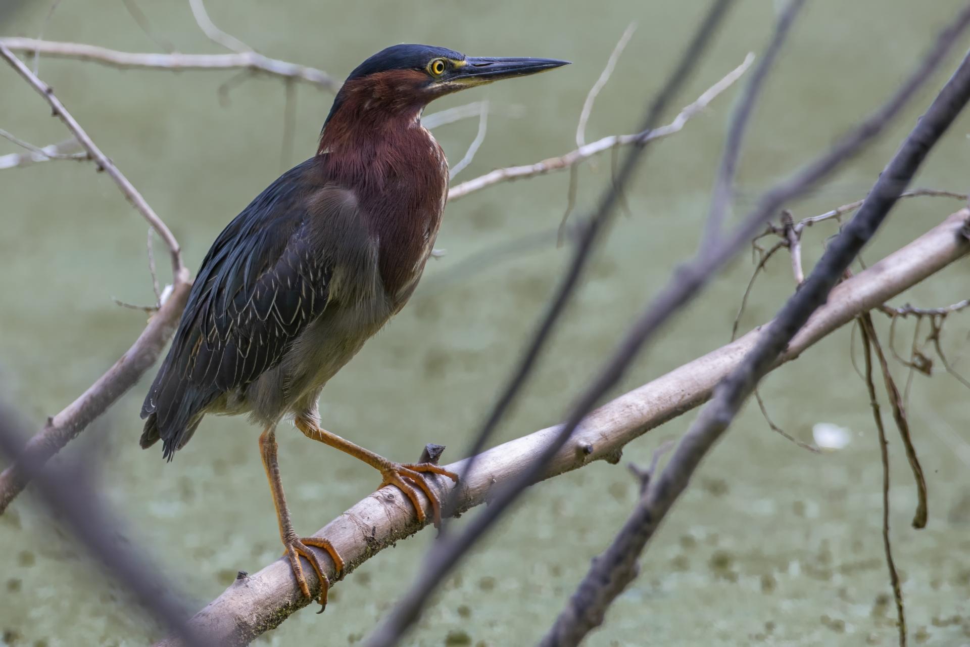 heron-vert-green-heron