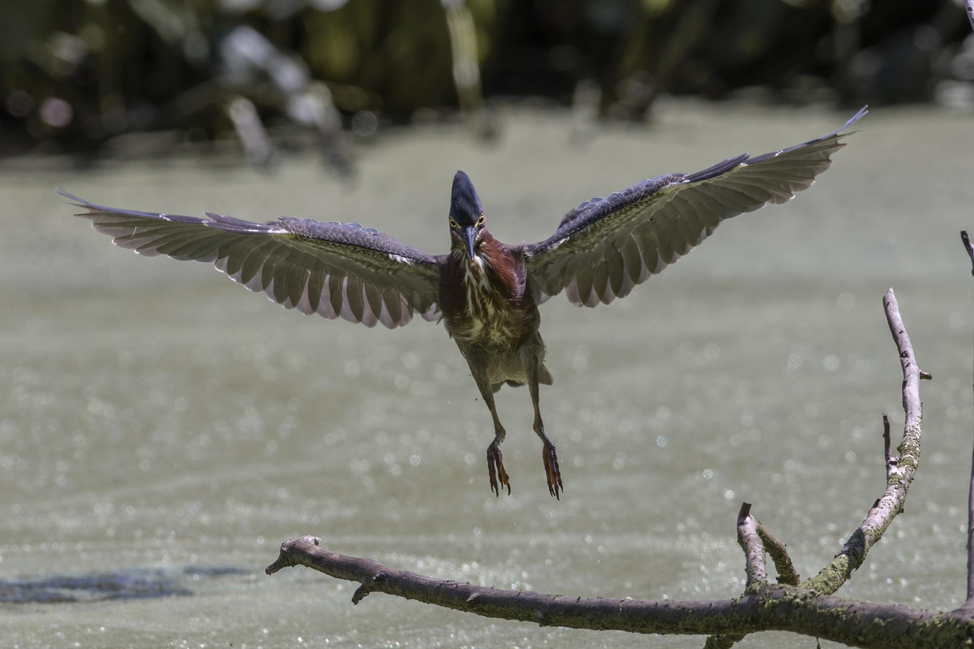 heron-vert-green-heron