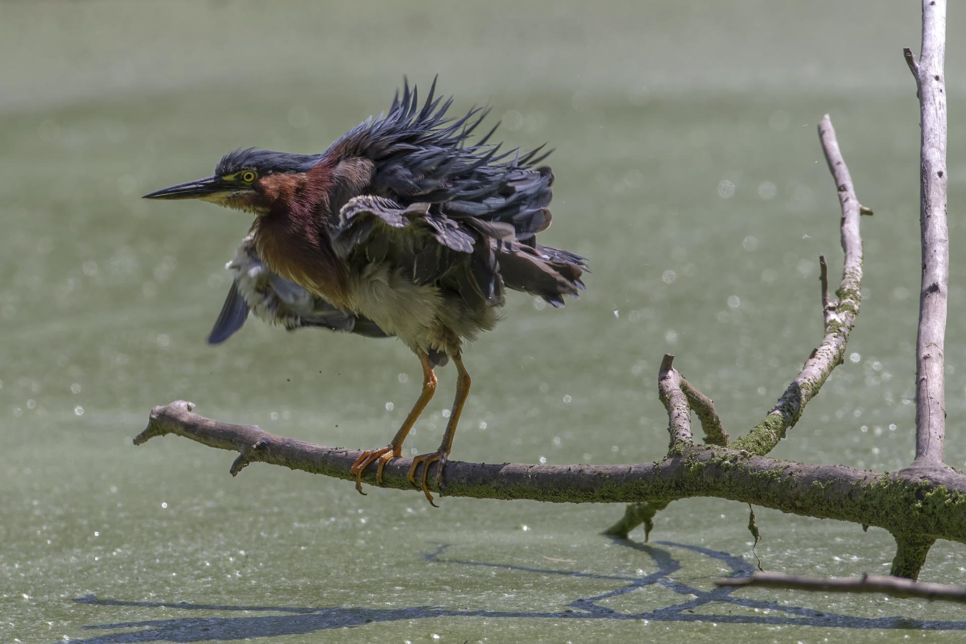 heron-vert-green-heron