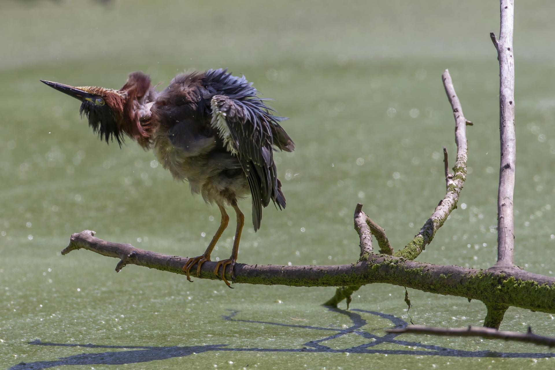 heron-vert-green-heron