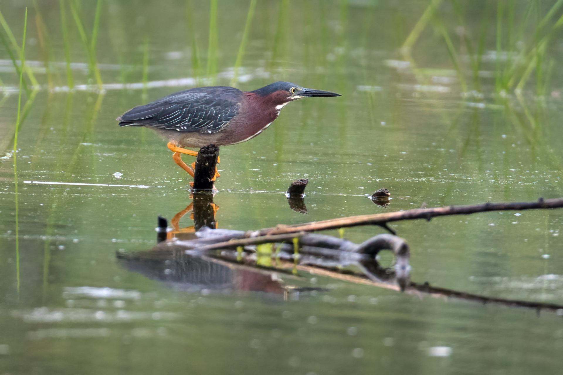 heron-vert-green-heron