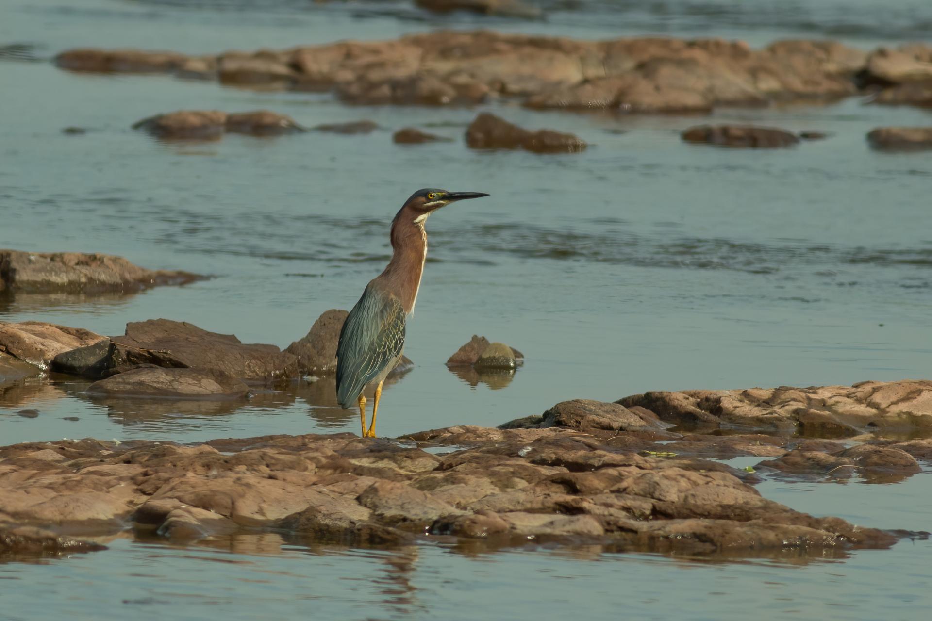heron-vert-green-heron