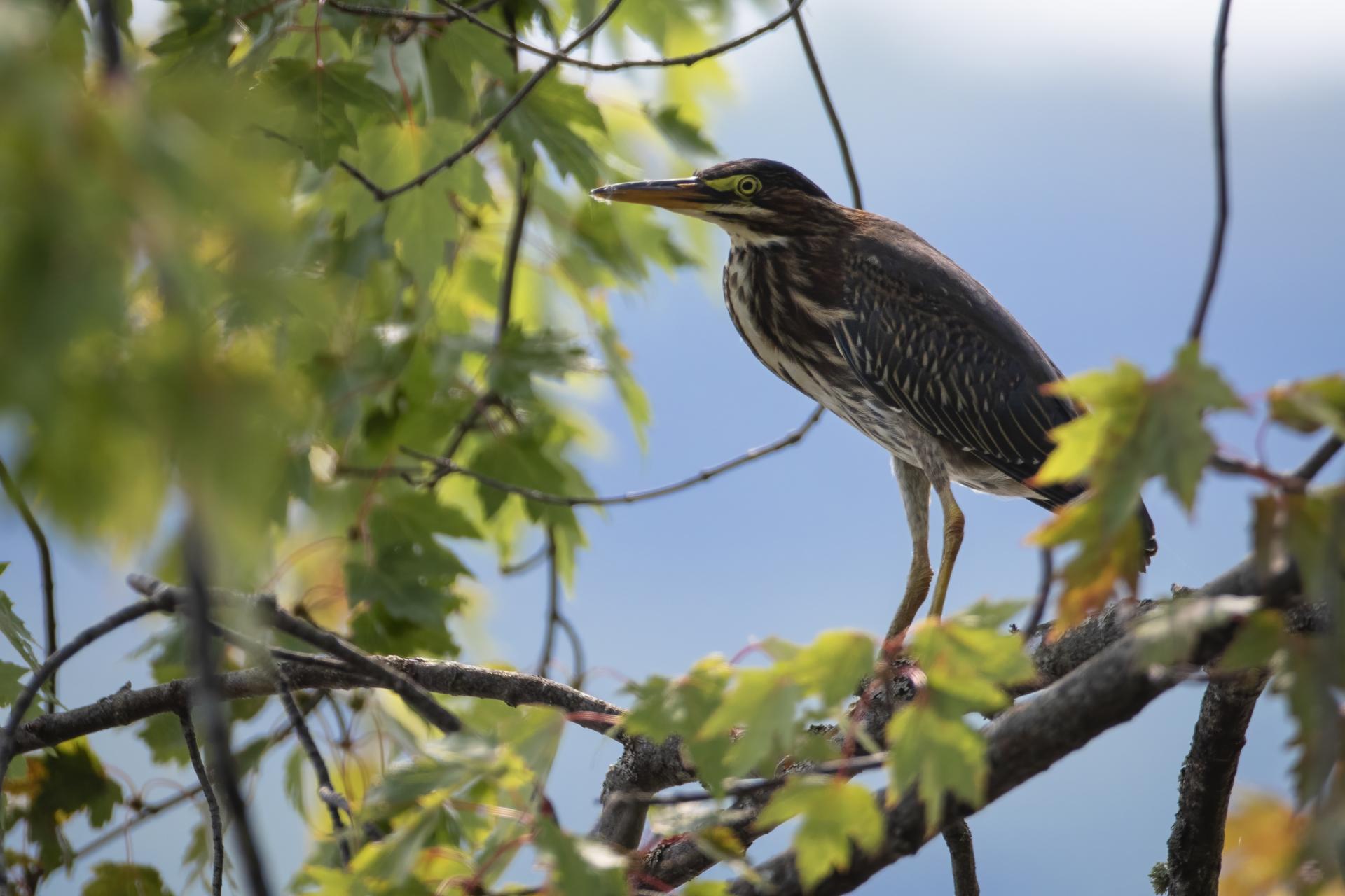 heron-vert-green-heron