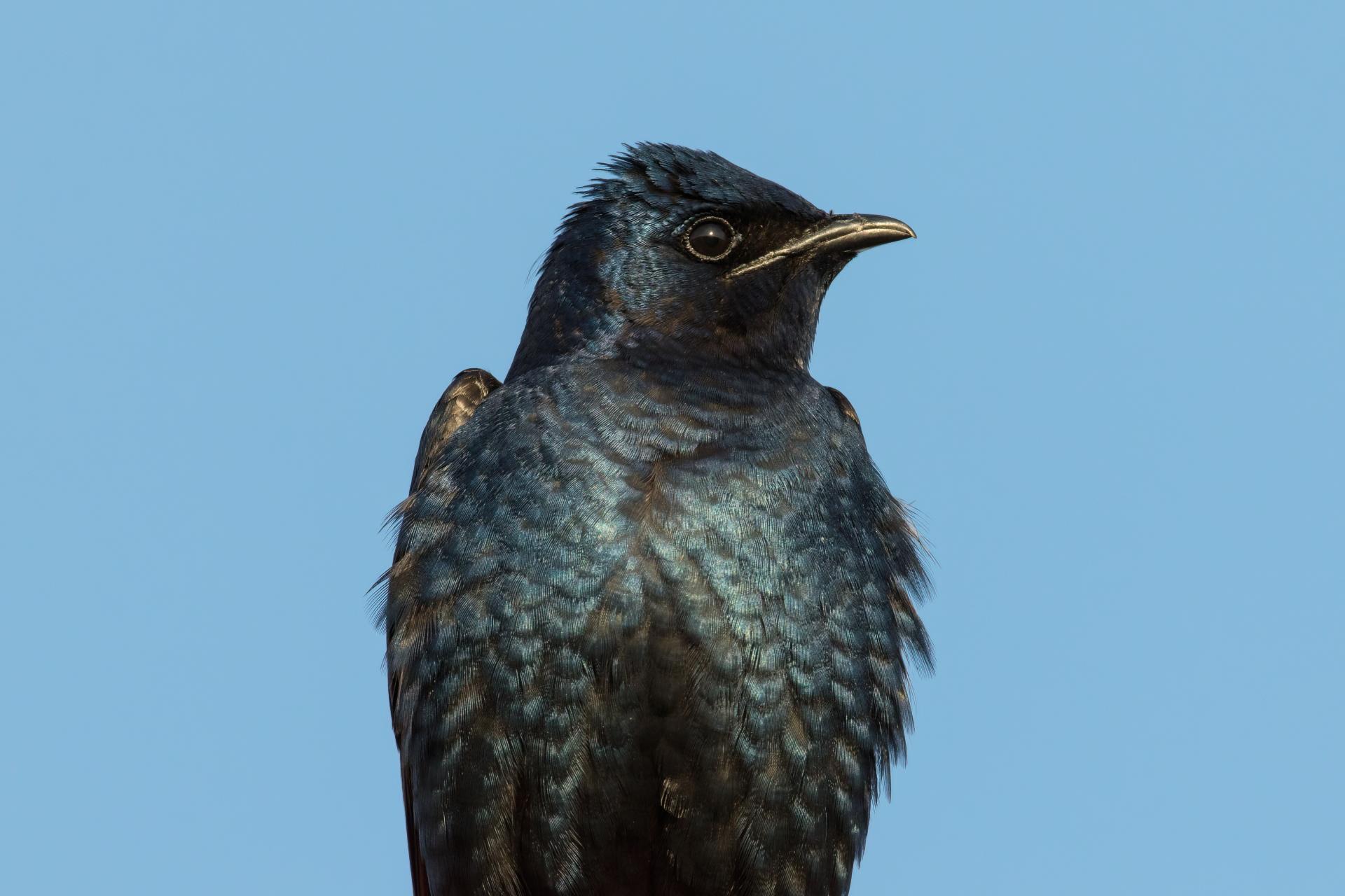 hirondelle-noire-purple-martin