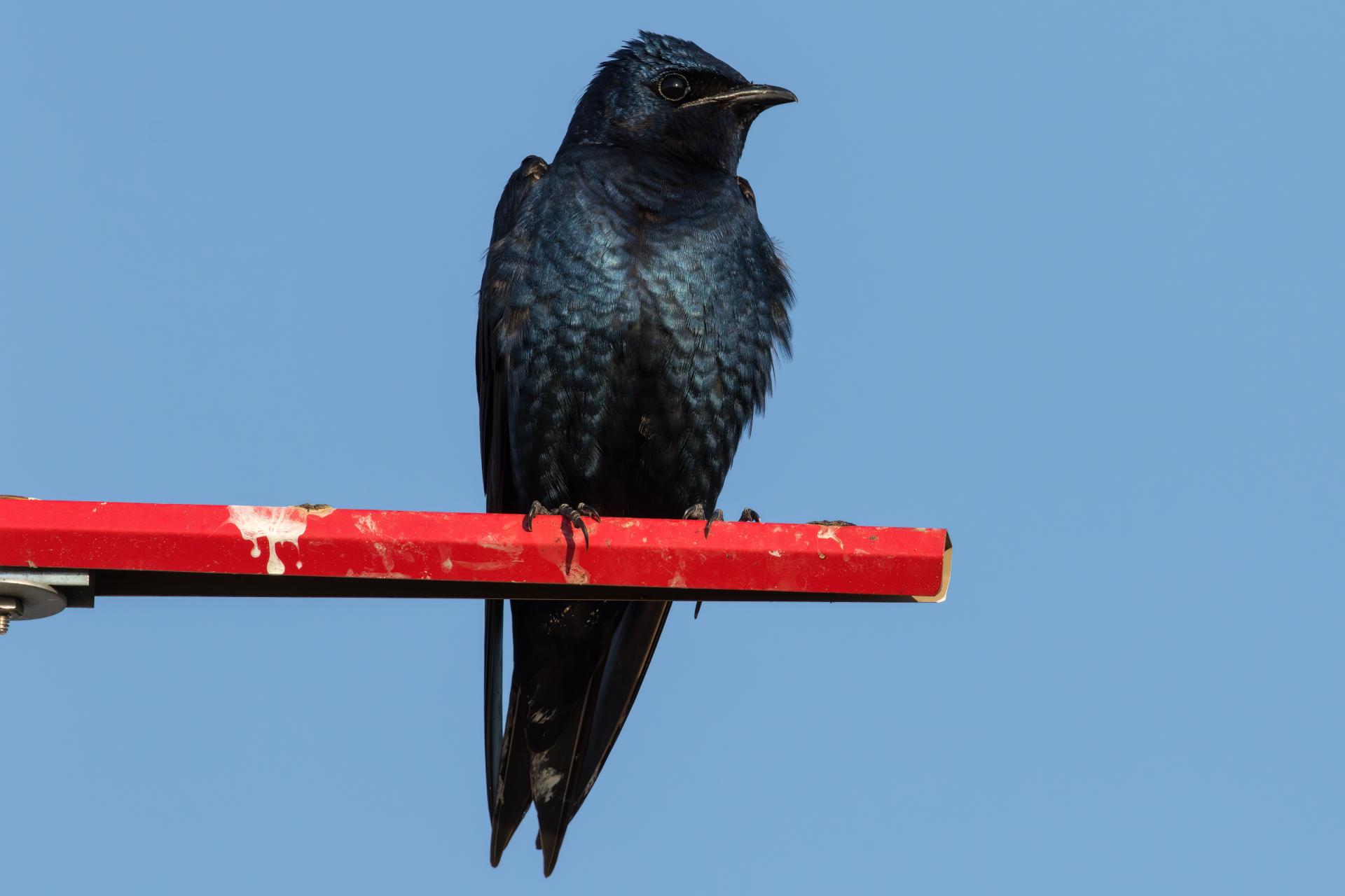 hirondelle-noire-purple-martin