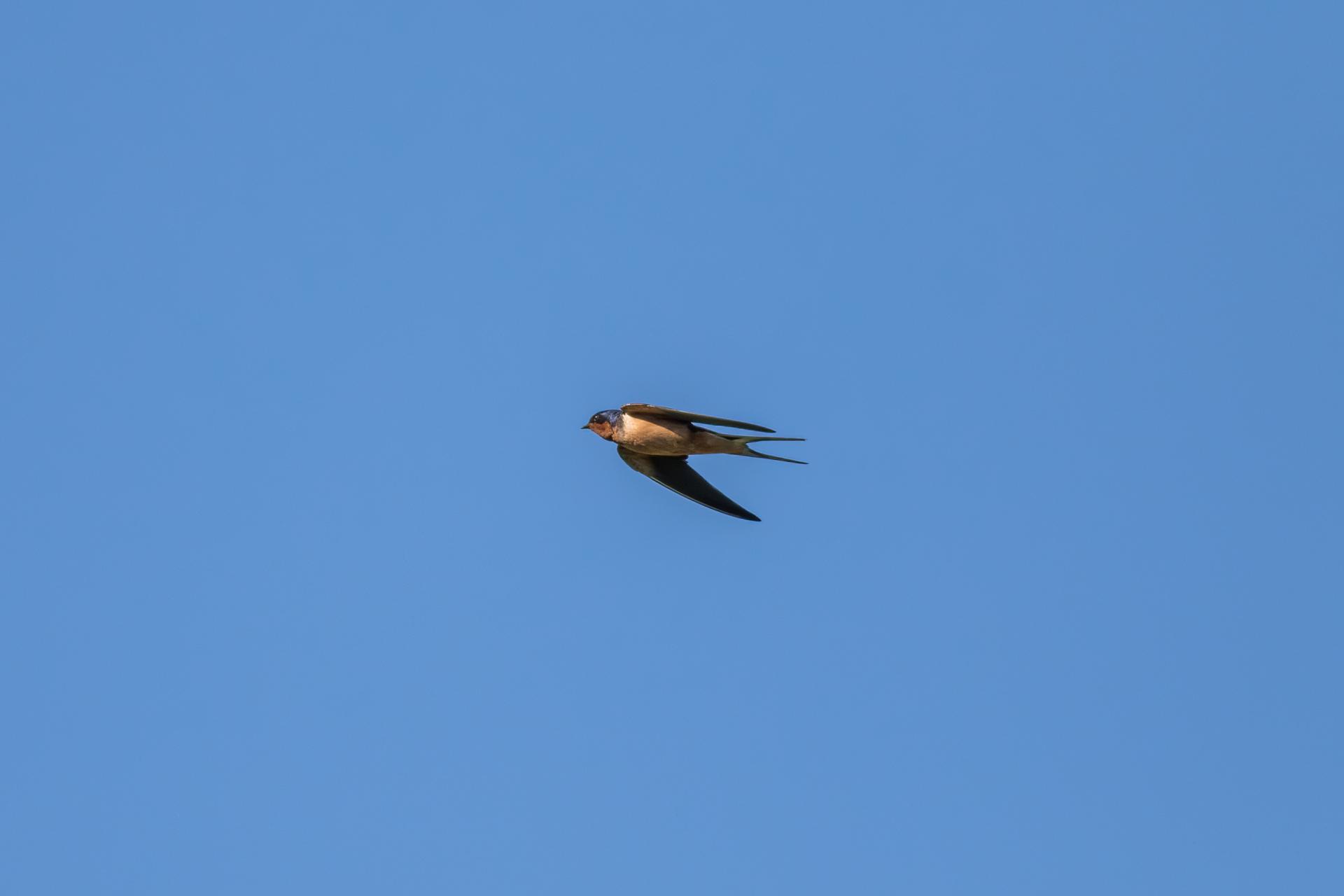 hirondelle-rustique-barn-swallow