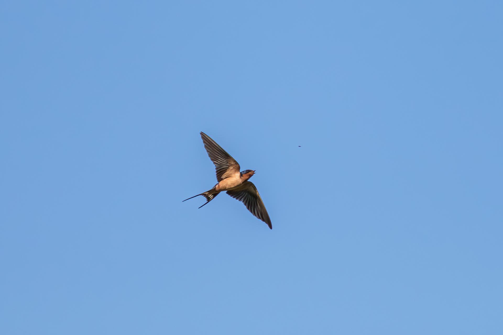 hirondelle-rustique-barn-swallow