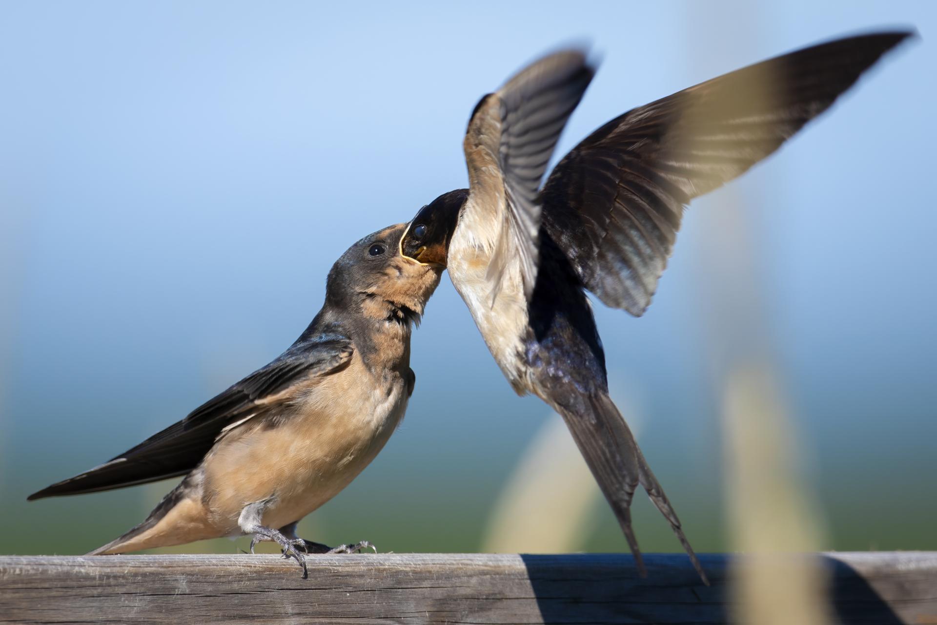 hirondelle-rustique-barn-swallow