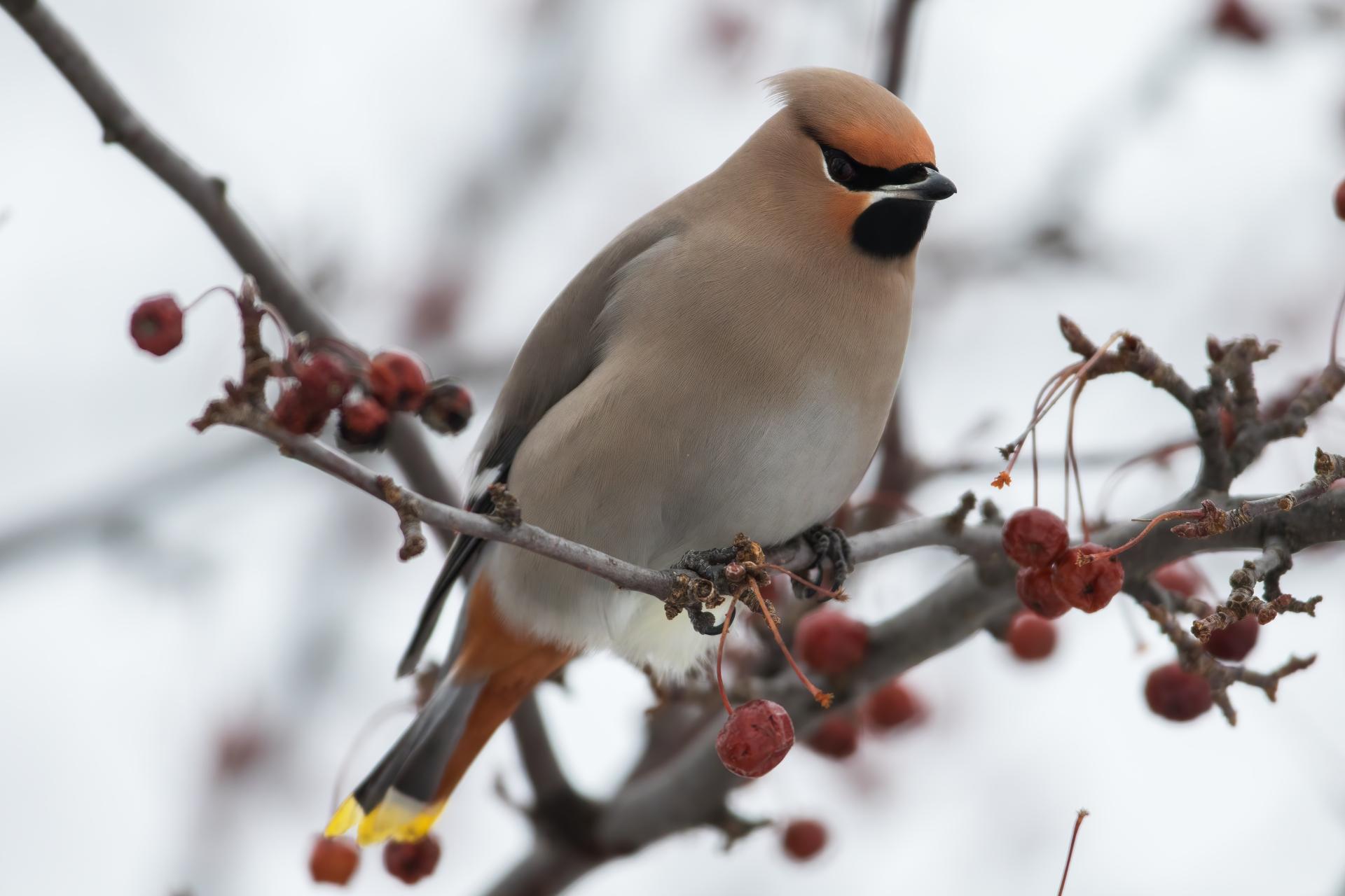 jaseur-boreal-bohemian-waxwing
