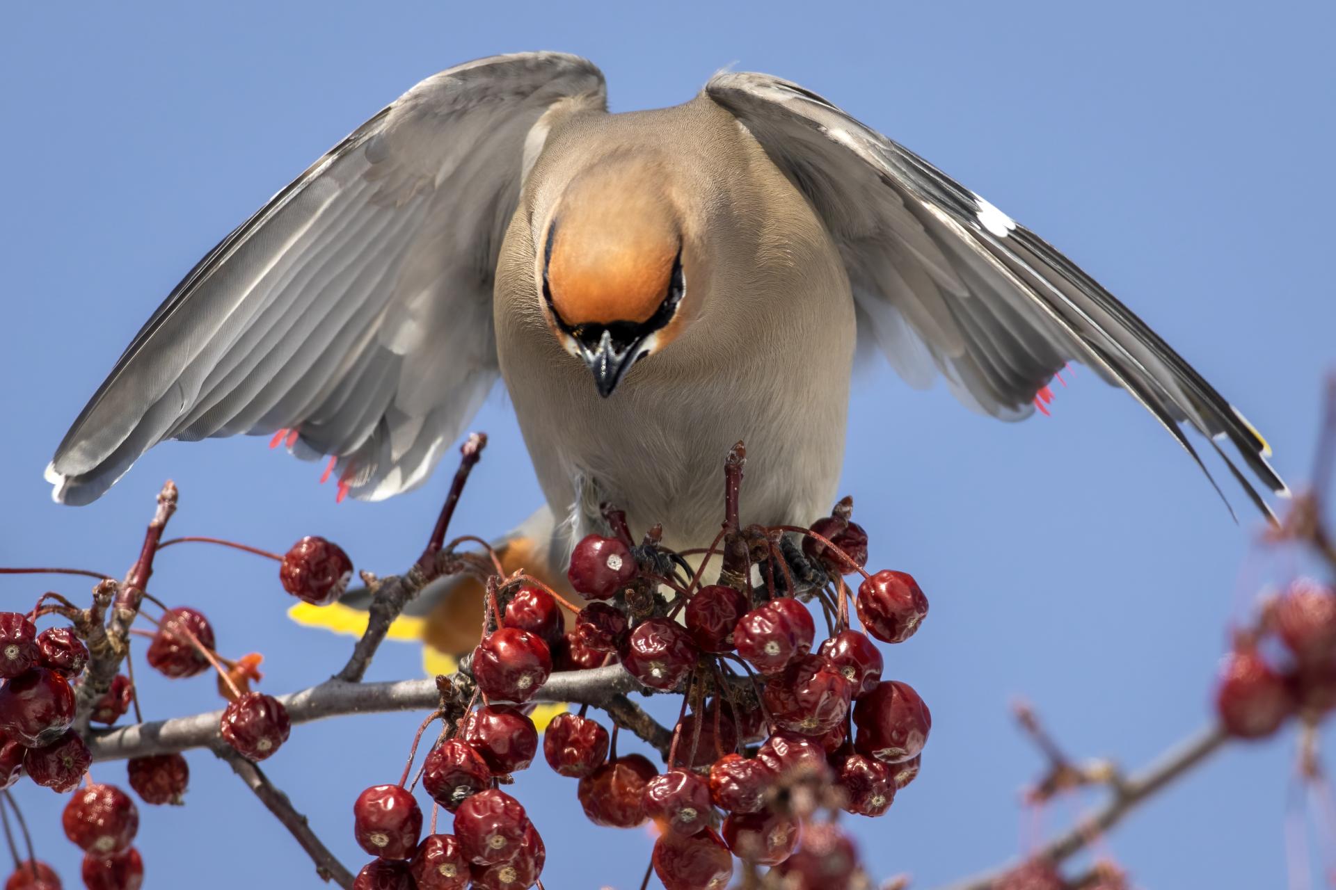 jaseur-boreal-bohemian-waxwing