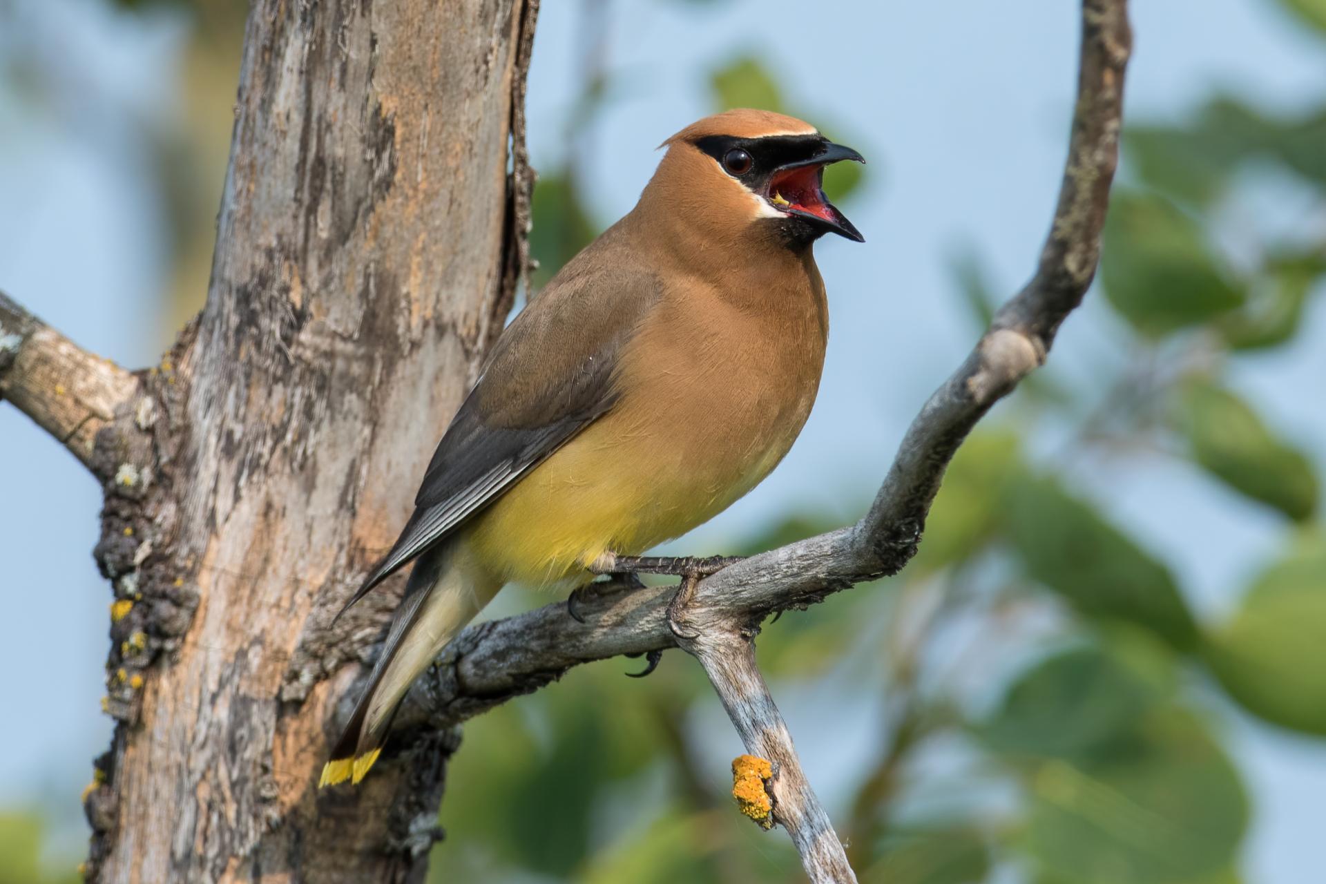 jaseur-d-amerique-cedar-waxwing
