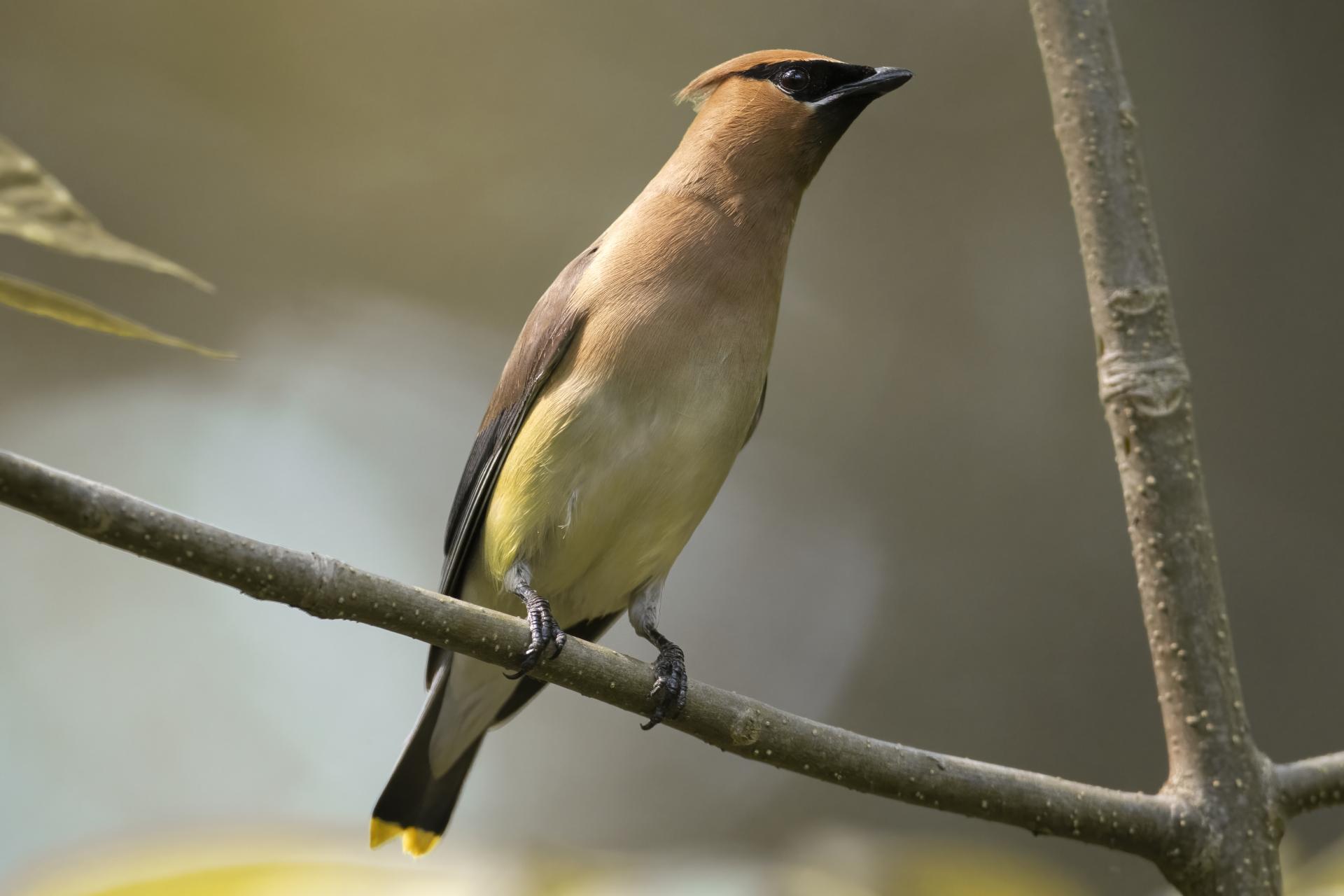 jaseur-d-amerique-cedar-waxwing