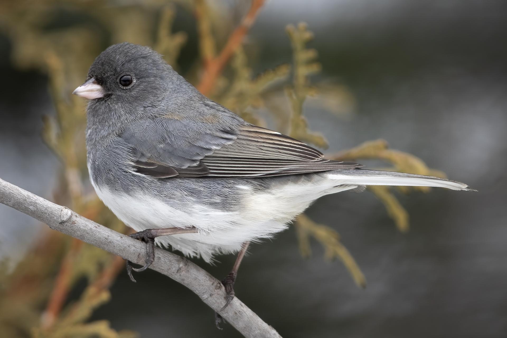 junco-ardoise-dark-eyed-junco