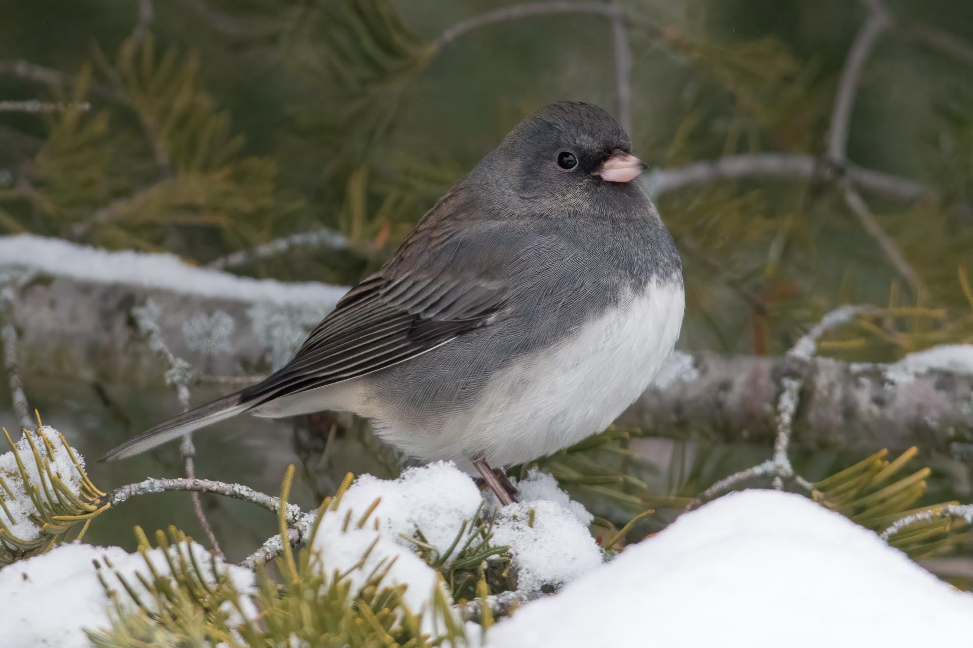junco-ardoise-dark-eyed-junco