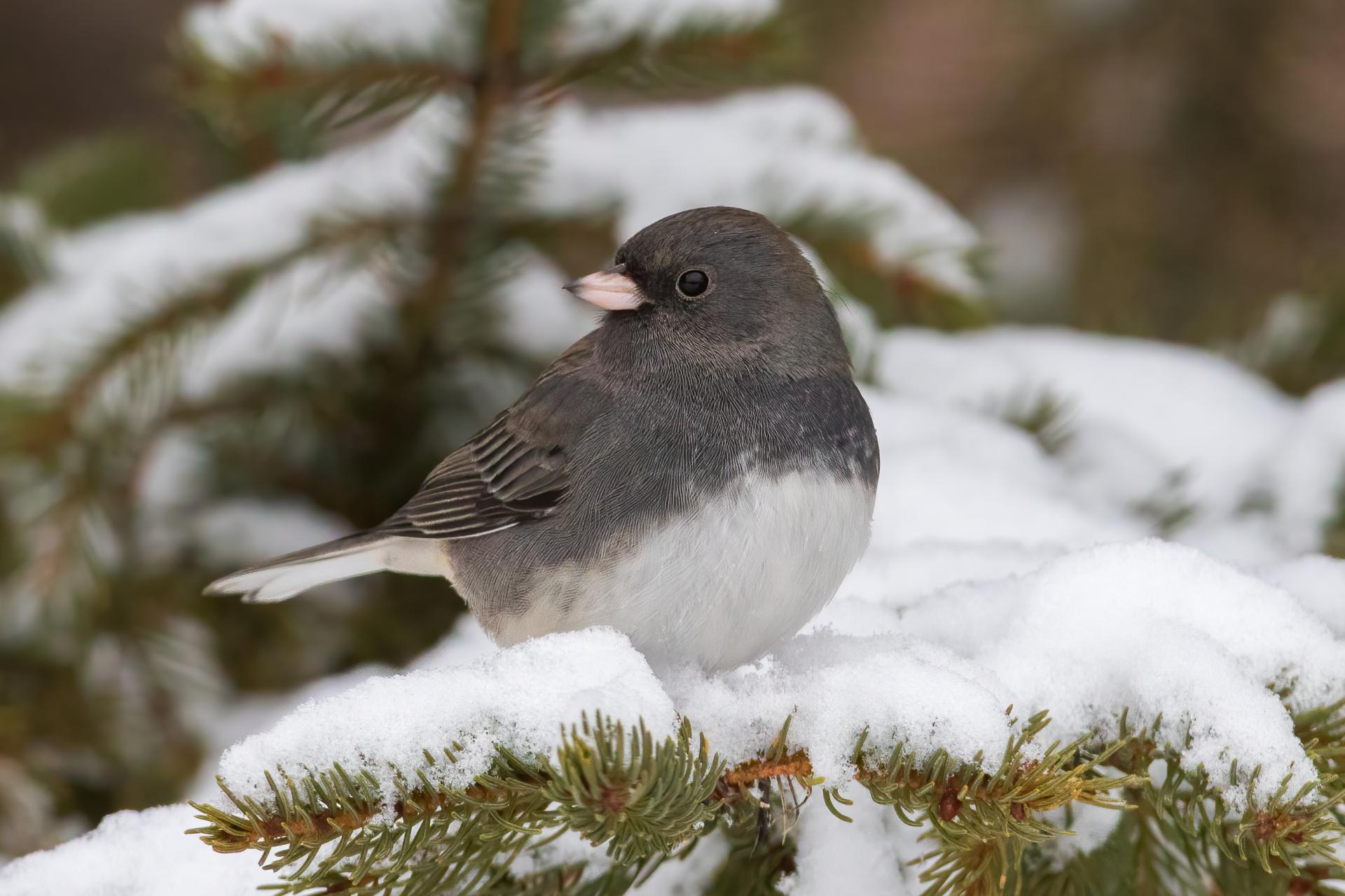 junco-ardoise-dark-eyed-junco