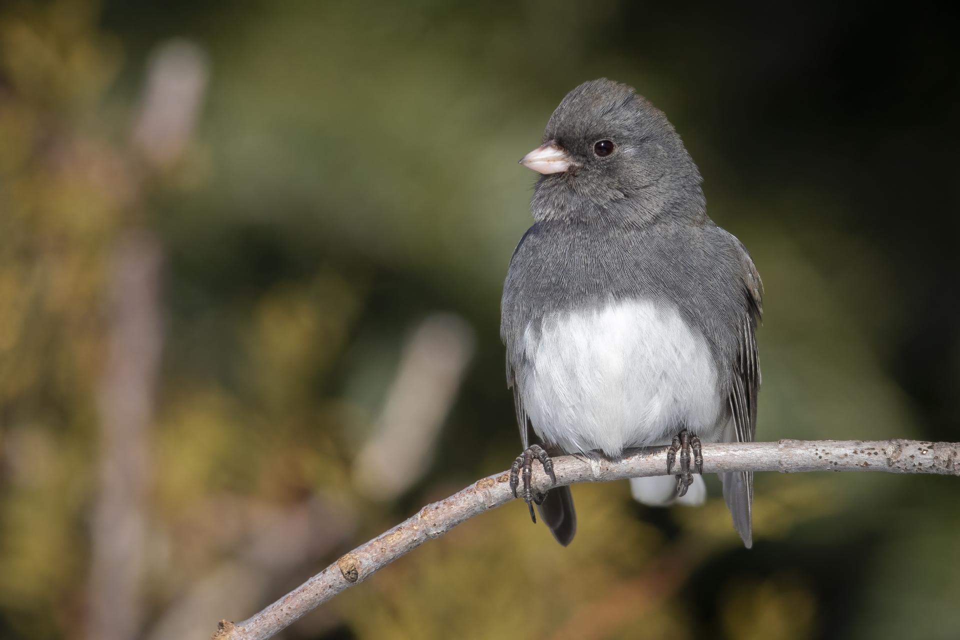 junco-ardoise-dark-eyed-junco