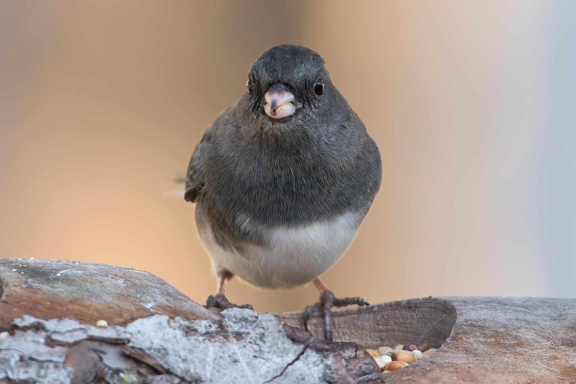 junco-ardoise-dark-eyed-junco