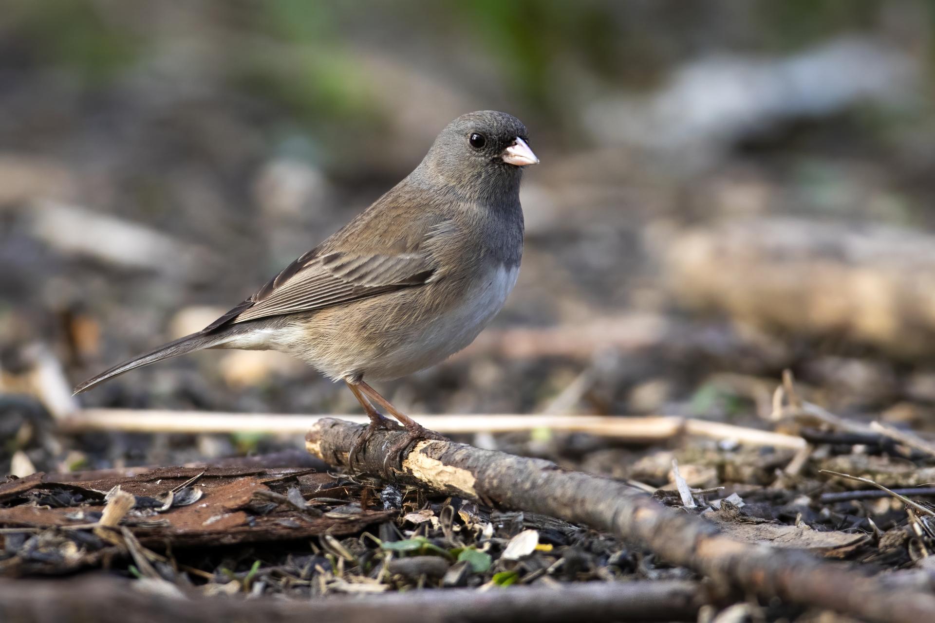 junco-ardoise-dark-eyed-junco