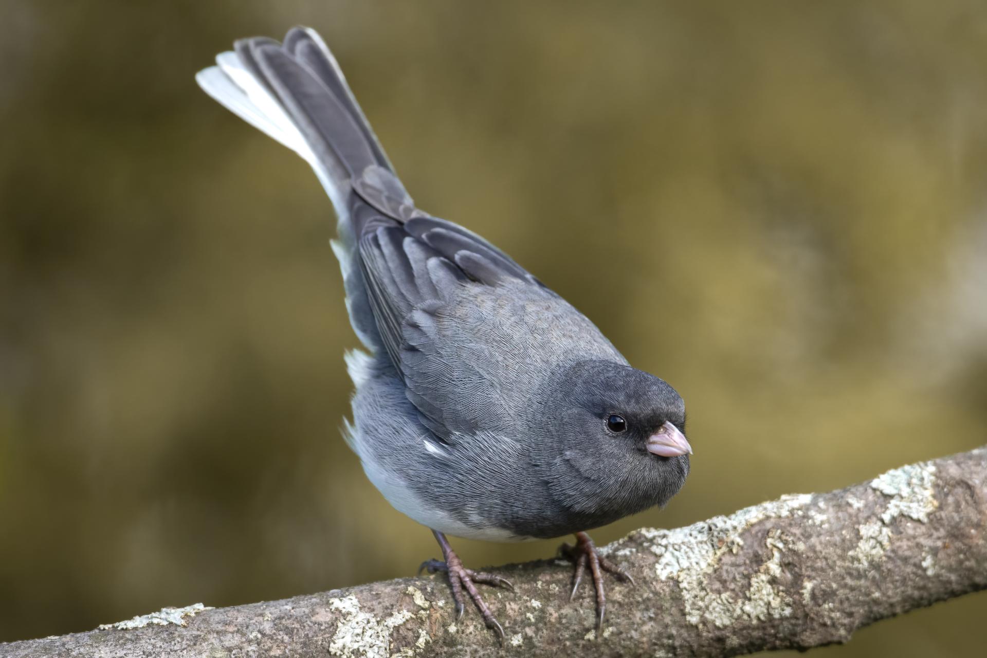 junco-ardoise-dark-eyed-junco
