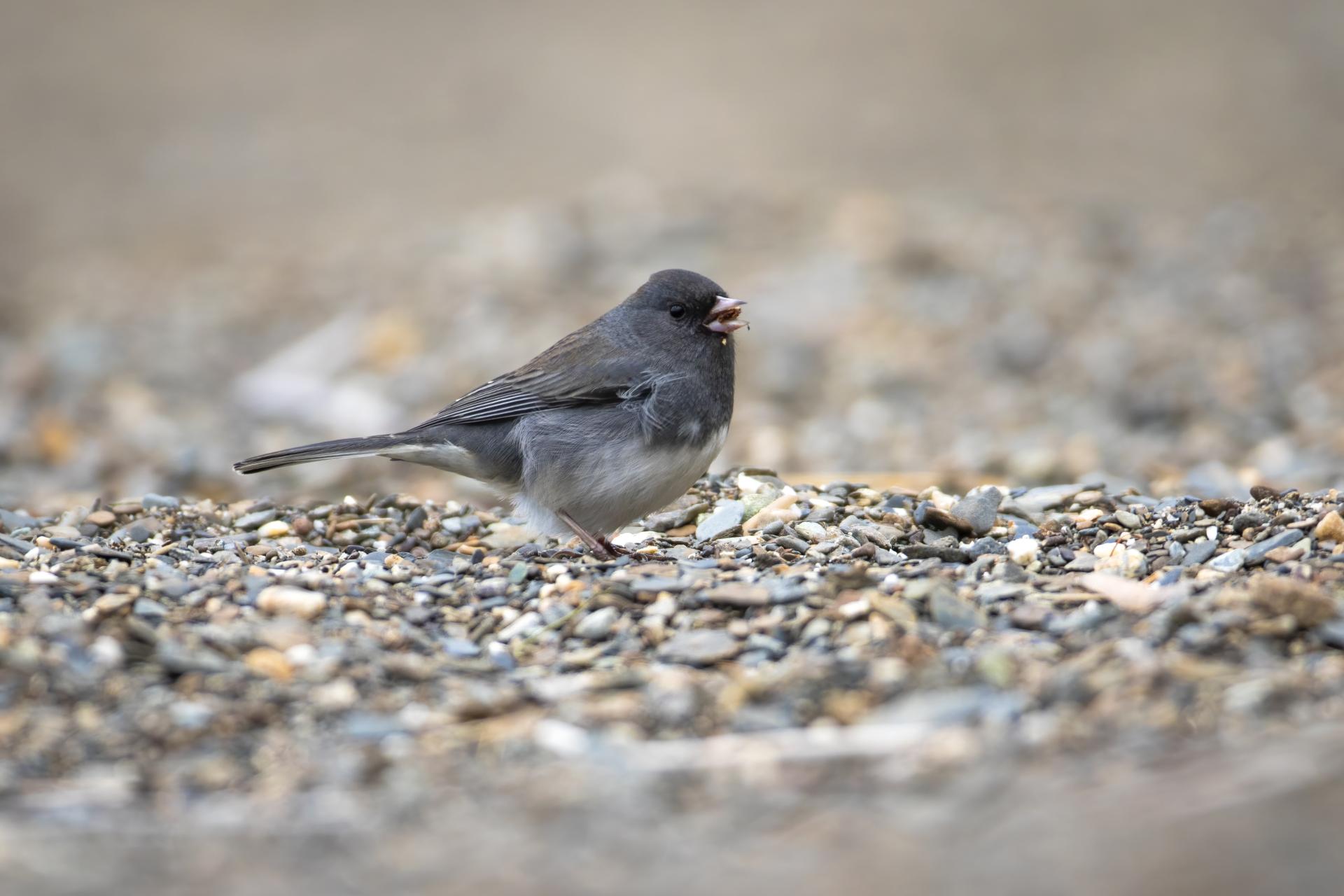 junco-ardoise-dark-eyed-junco