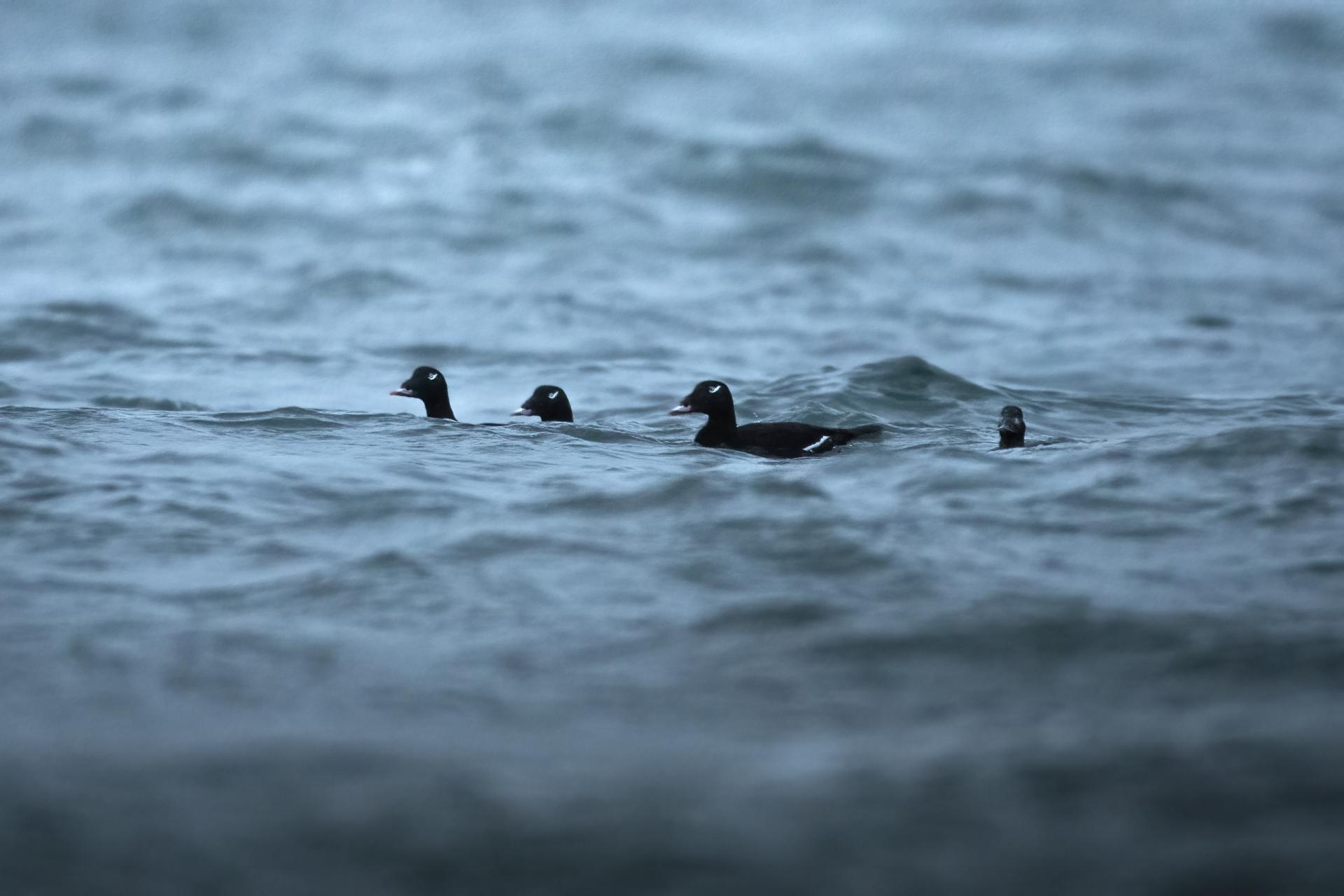 macreuse-a-ailes-blanches-white-winged-scoter
