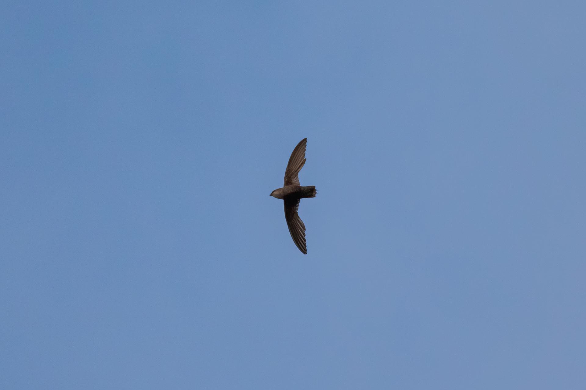 martinet-ramoneur-chimney-swift