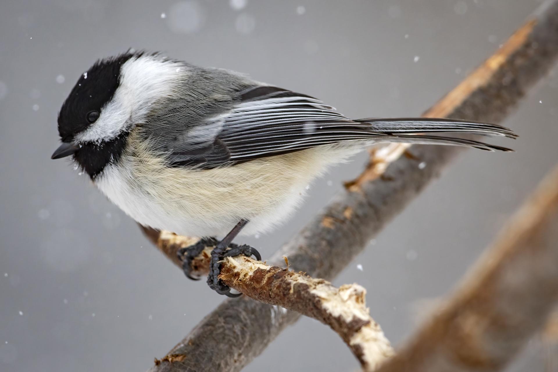 mesange-a-tete-noire-black-capped-chickadee