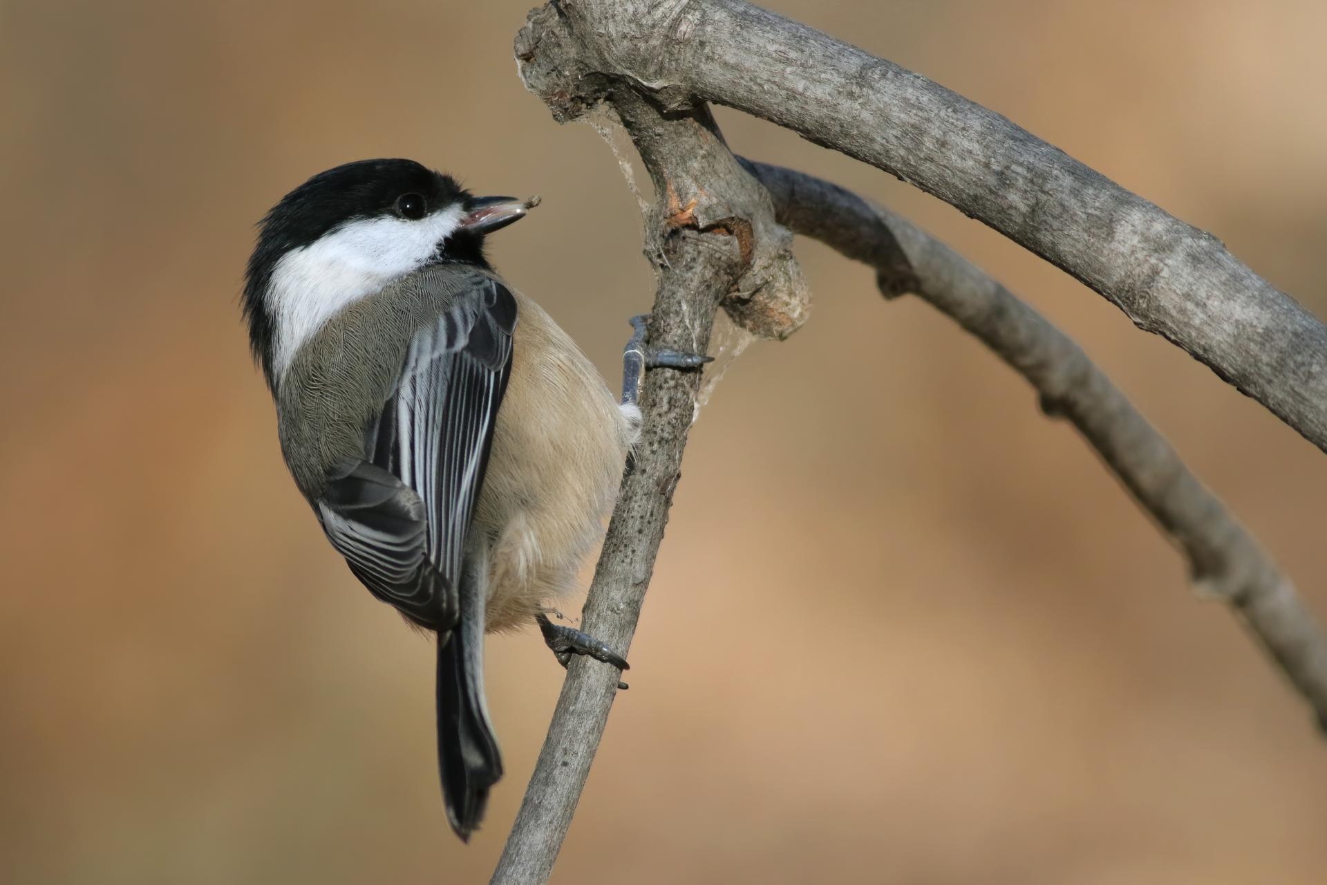 mesange-a-tete-noire-black-capped-chickadee
