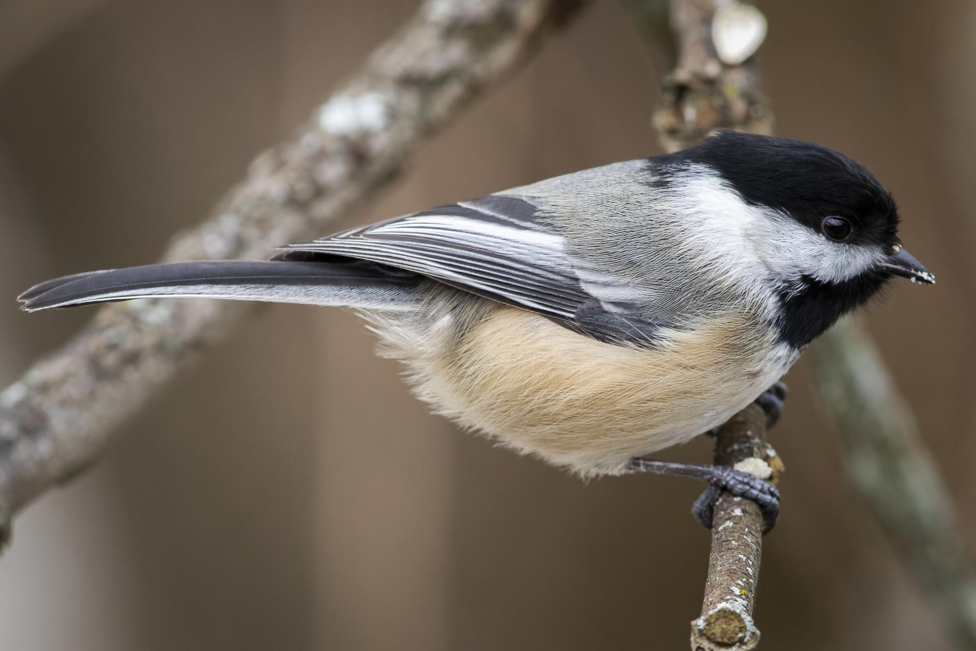 mesange-a-tete-noire-black-capped-chickadee