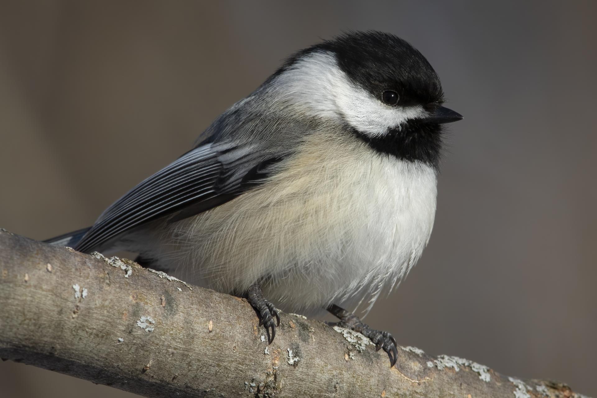 mesange-a-tete-noire-black-capped-chickadee