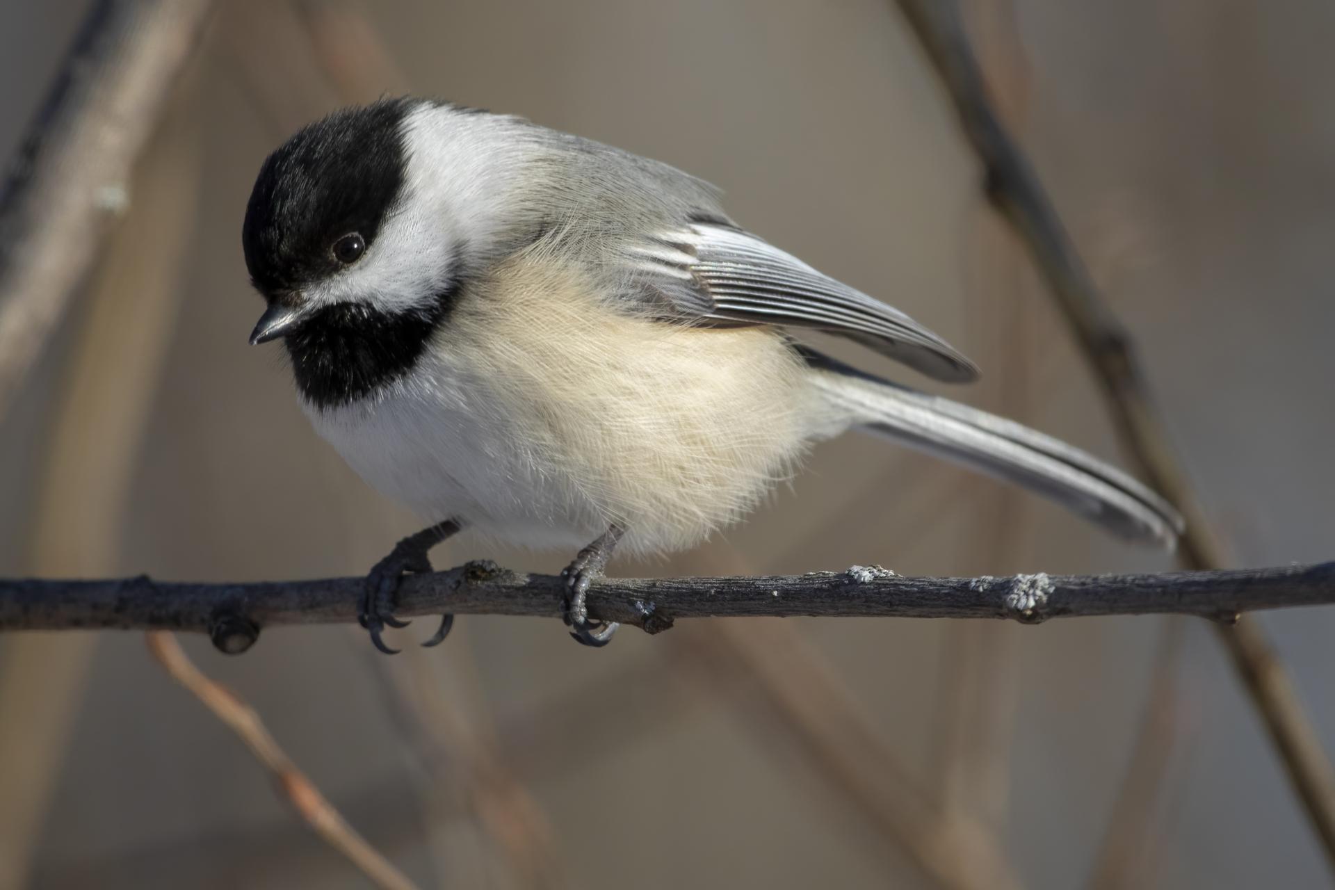 mesange-a-tete-noire-black-capped-chickadee