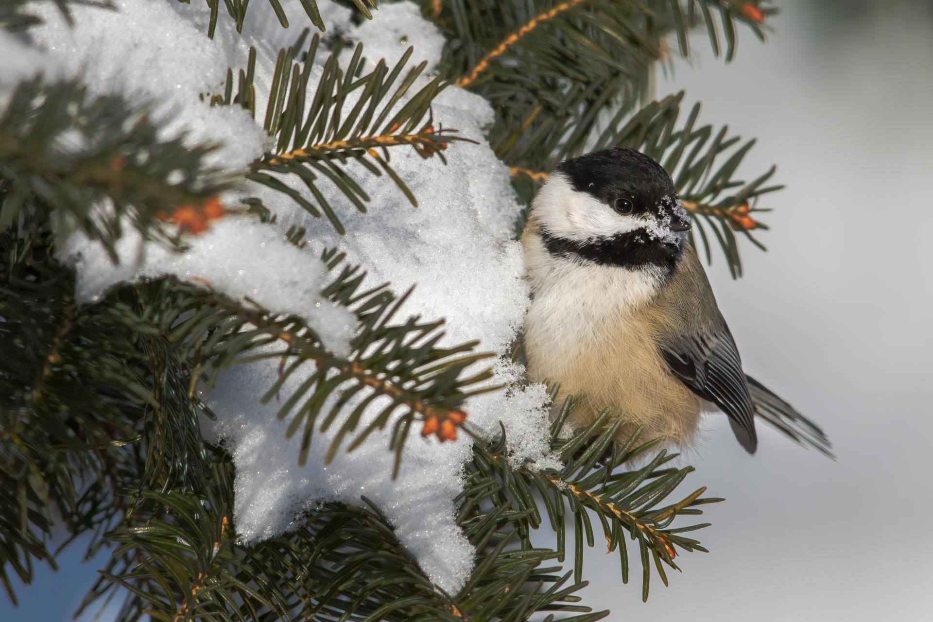 mesange-a-tete-noire-black-capped-chickadee