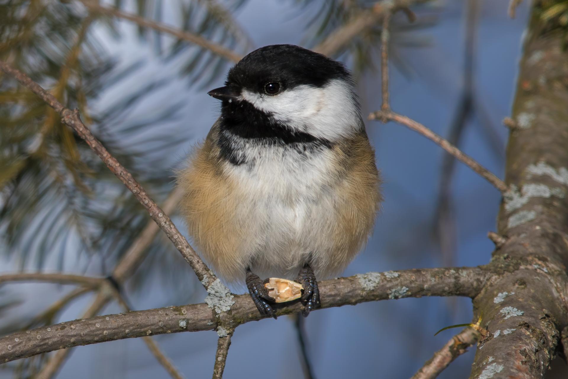 mesange-a-tete-noire-black-capped-chickadee