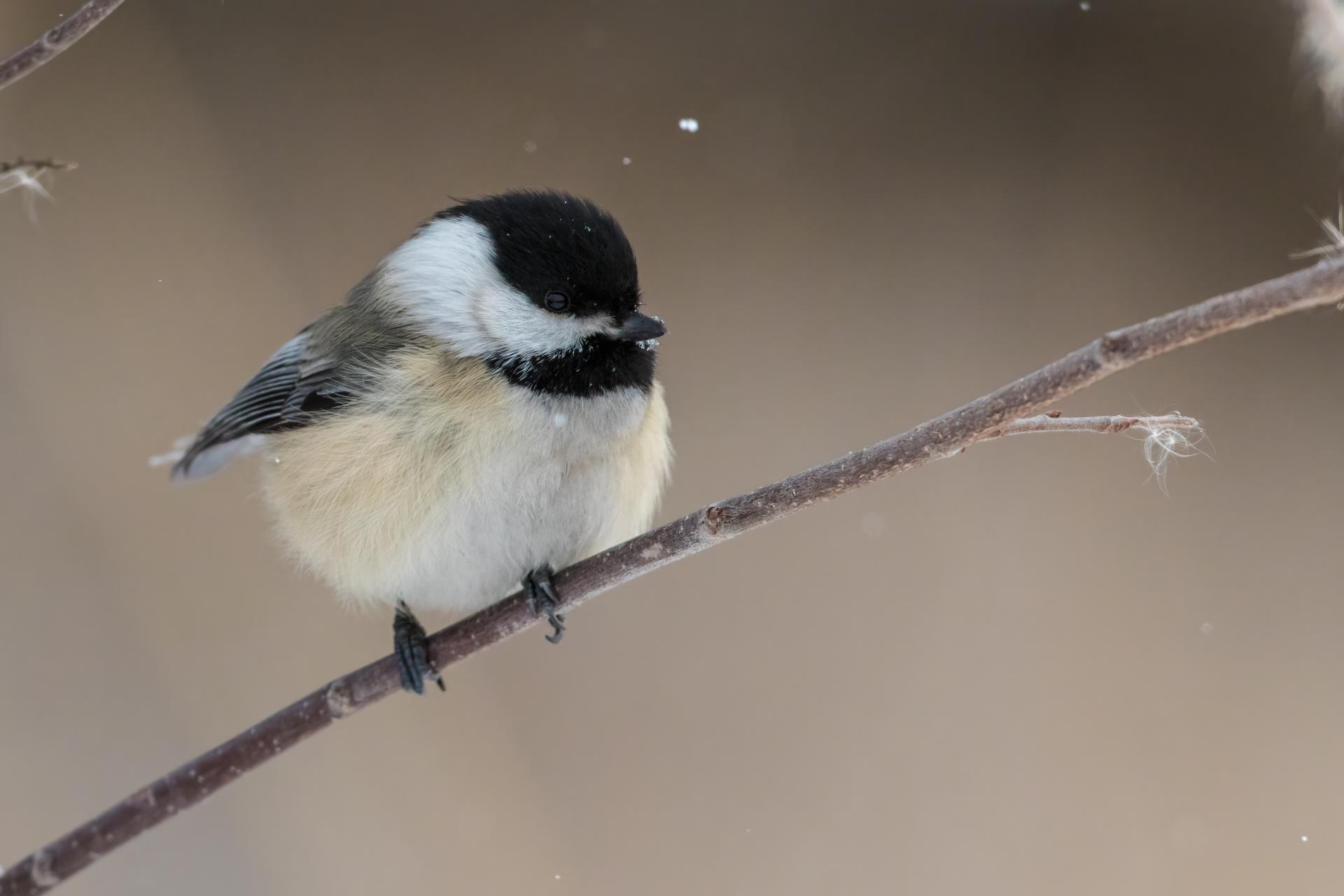 mesange-a-tete-noire-black-capped-chickadee
