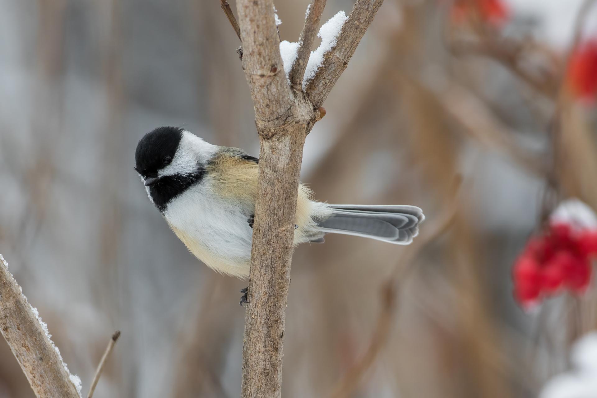 mesange-a-tete-noire-black-capped-chickadee