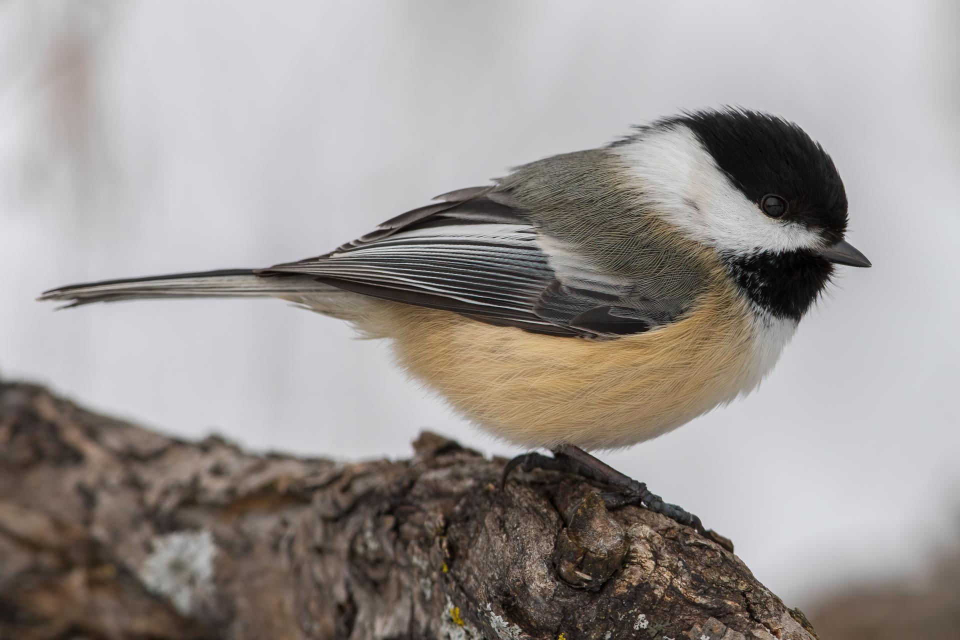 mesange-a-tete-noire-black-capped-chickadee