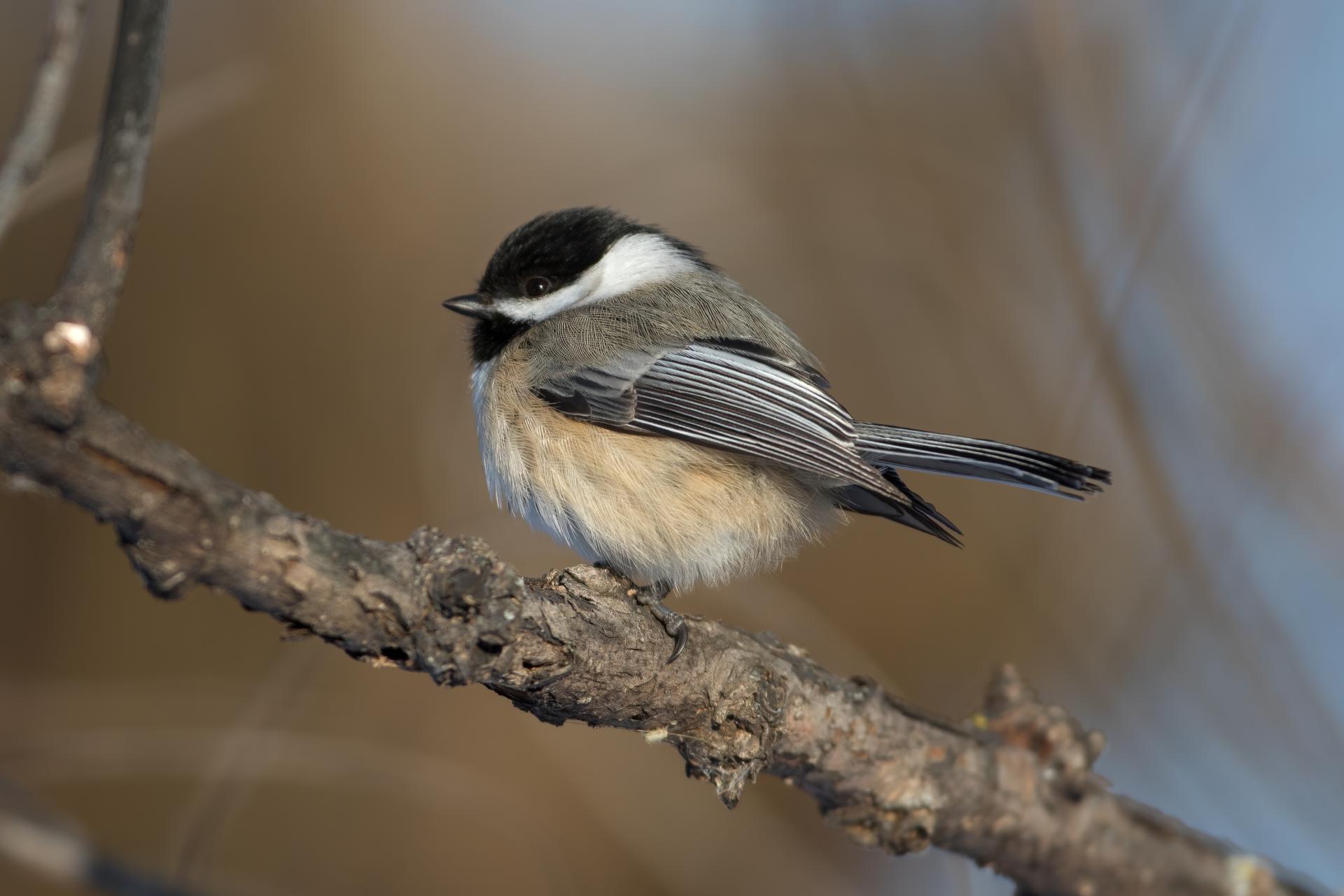 mesange-a-tete-noire-black-capped-chickadee