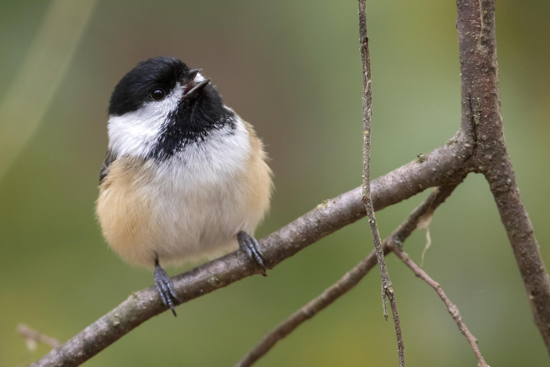 mesange-a-tete-noire-black-capped-chickadee