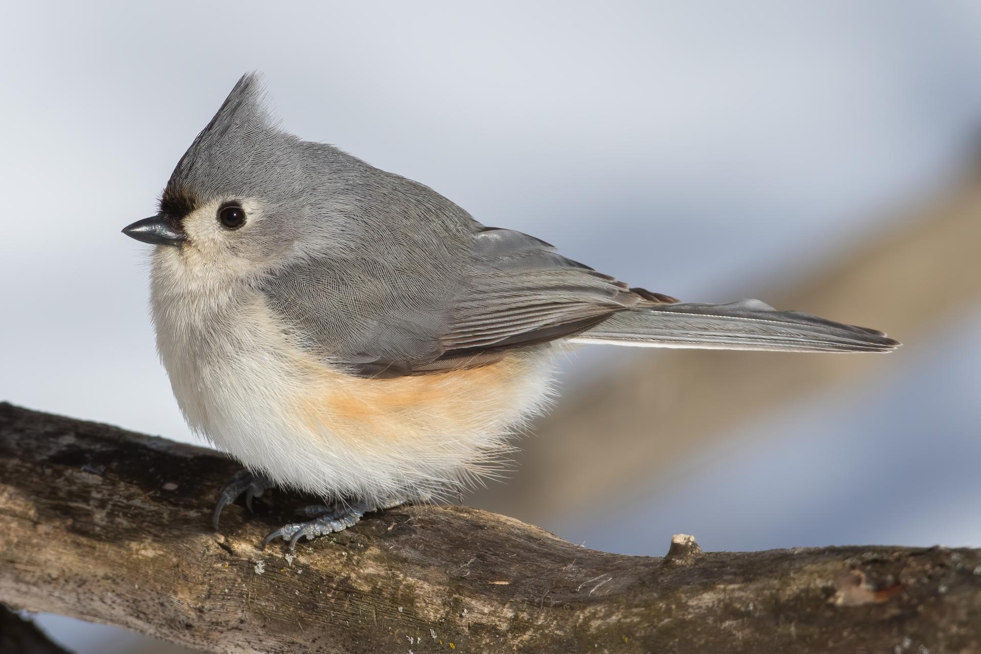mesange-bicolore-tufted-titmouse