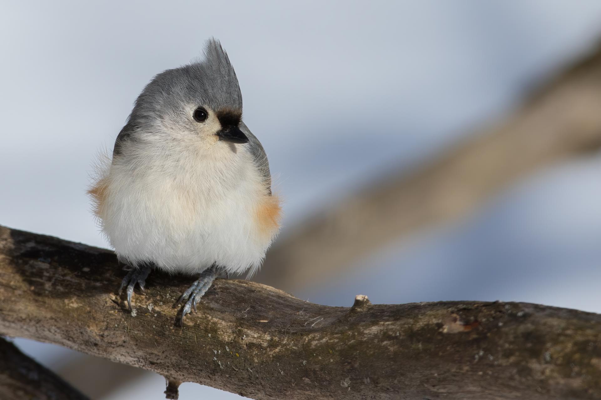 mesange-bicolore-tufted-titmouse