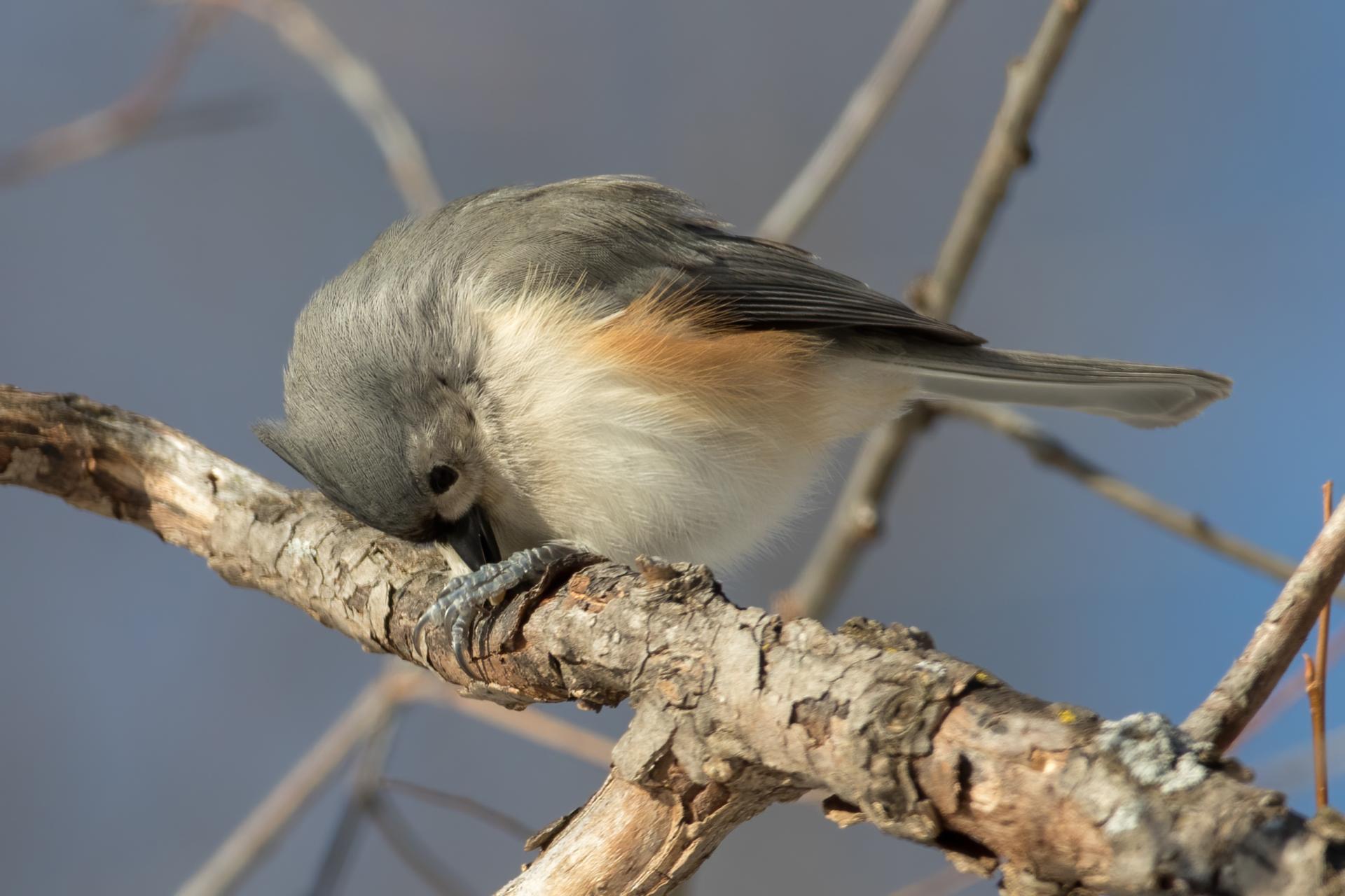 mesange-bicolore-tufted-titmouse