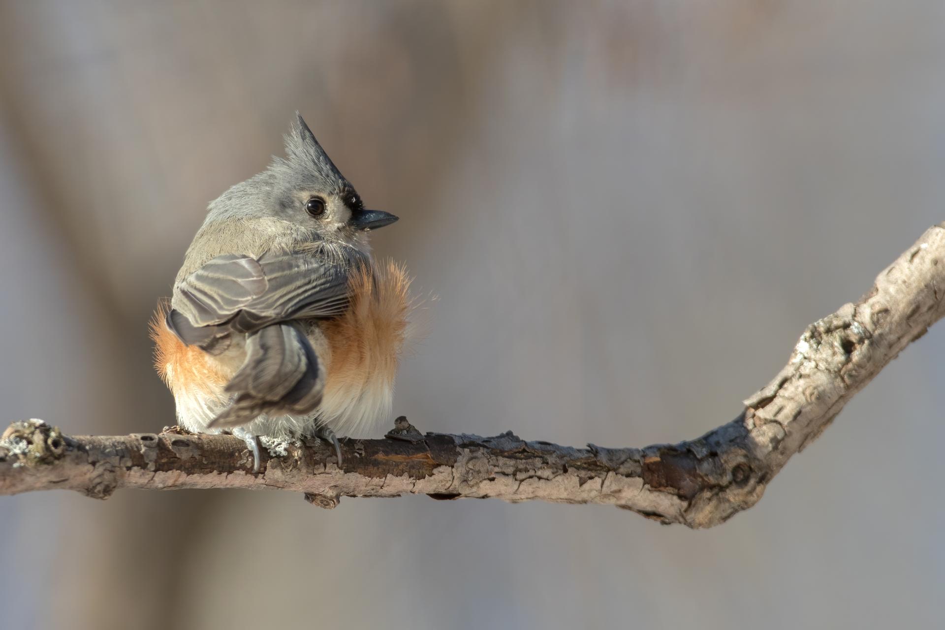 mesange-bicolore-tufted-titmouse