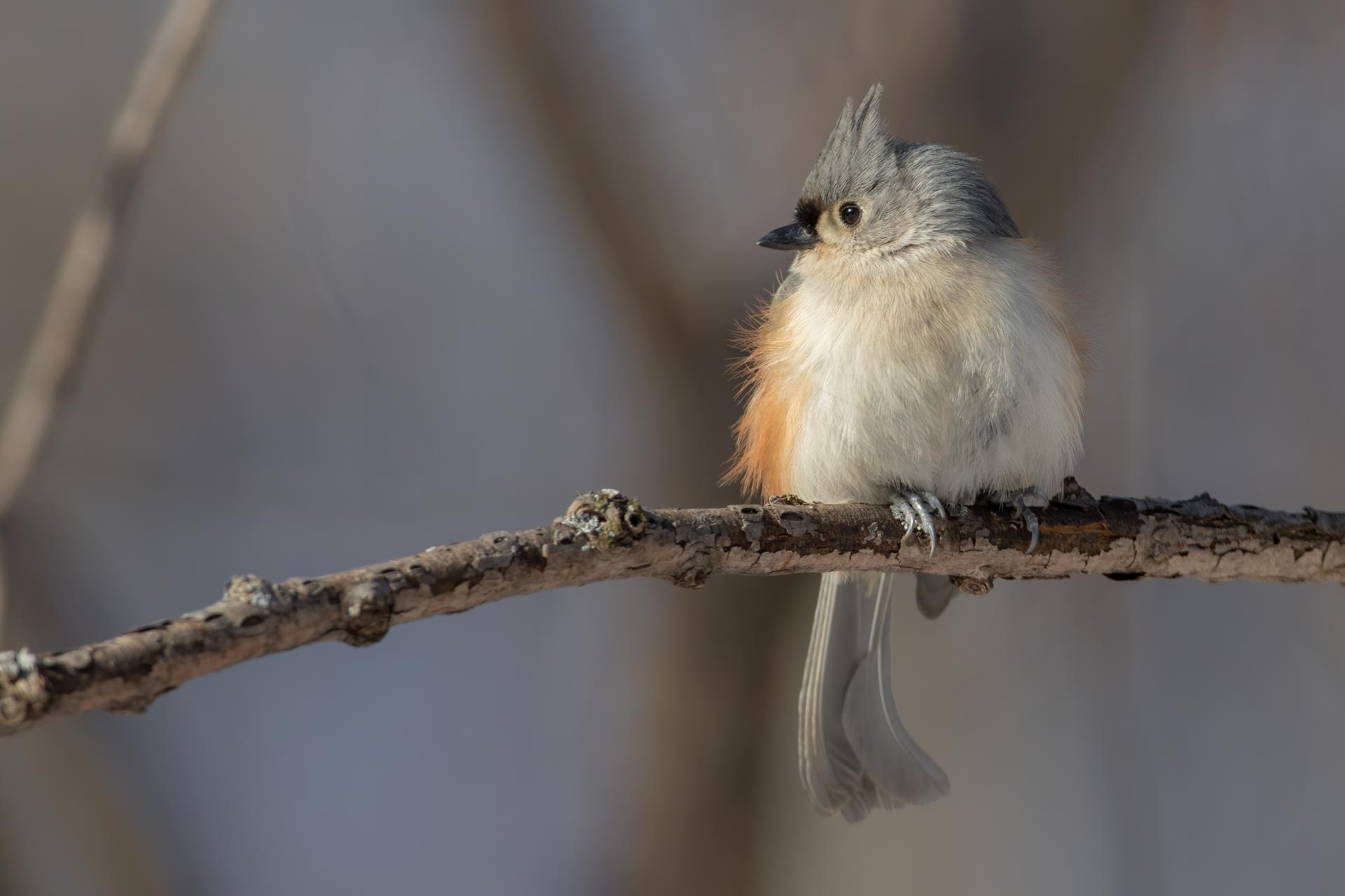 mesange-bicolore-tufted-titmouse