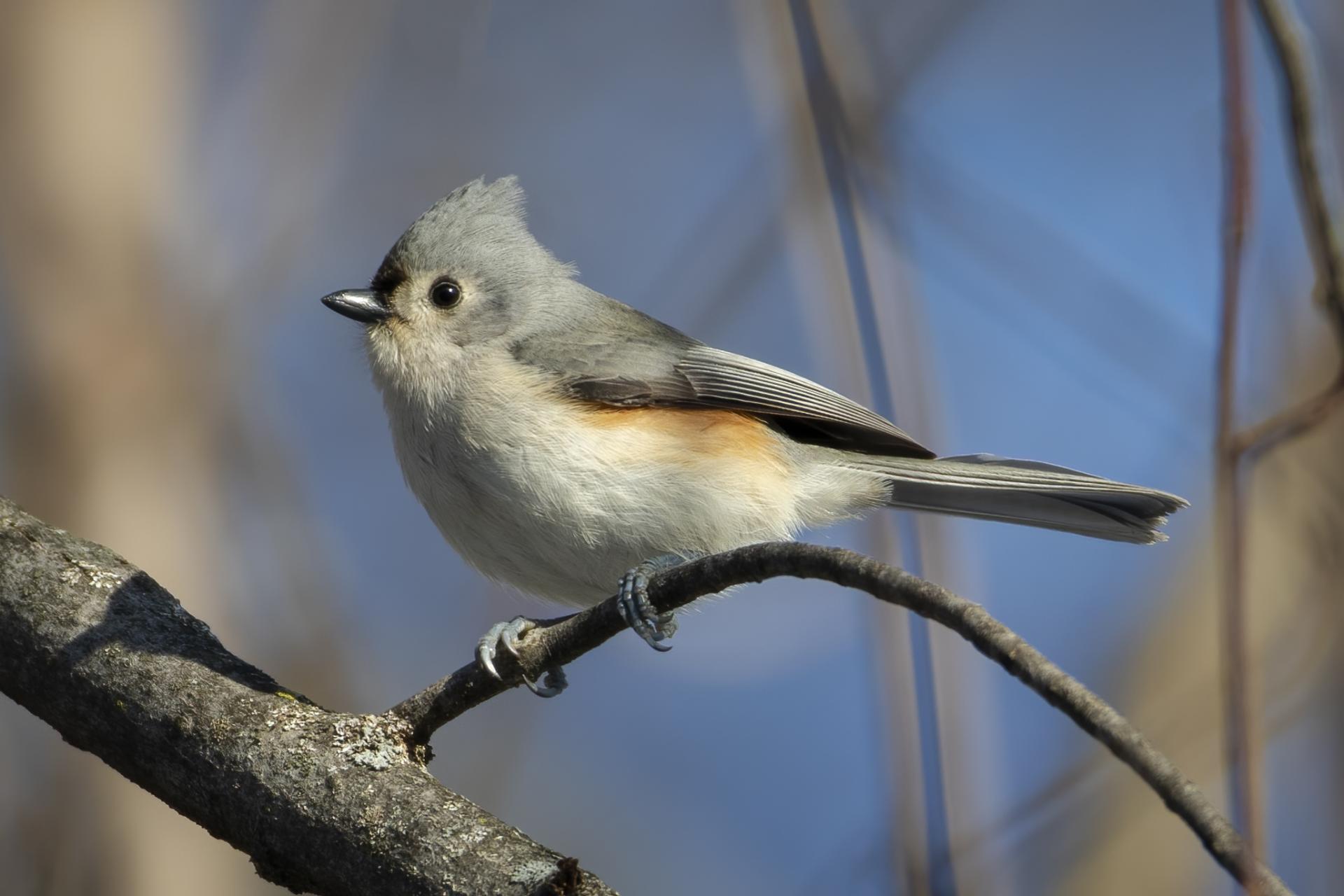 mesange-bicolore-tufted-titmouse